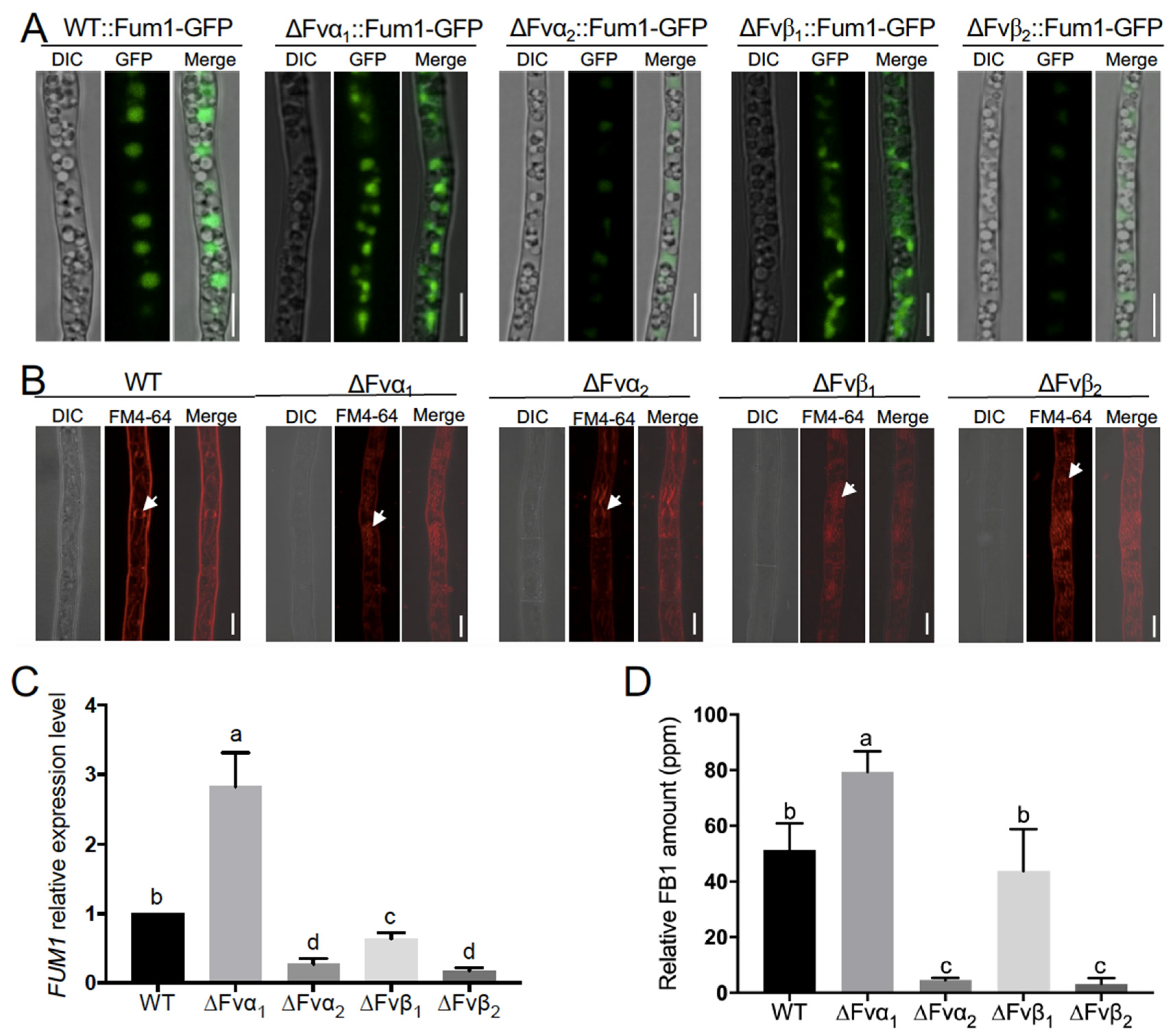 Jof 09 00268 g006 Jof 09 00268 g006