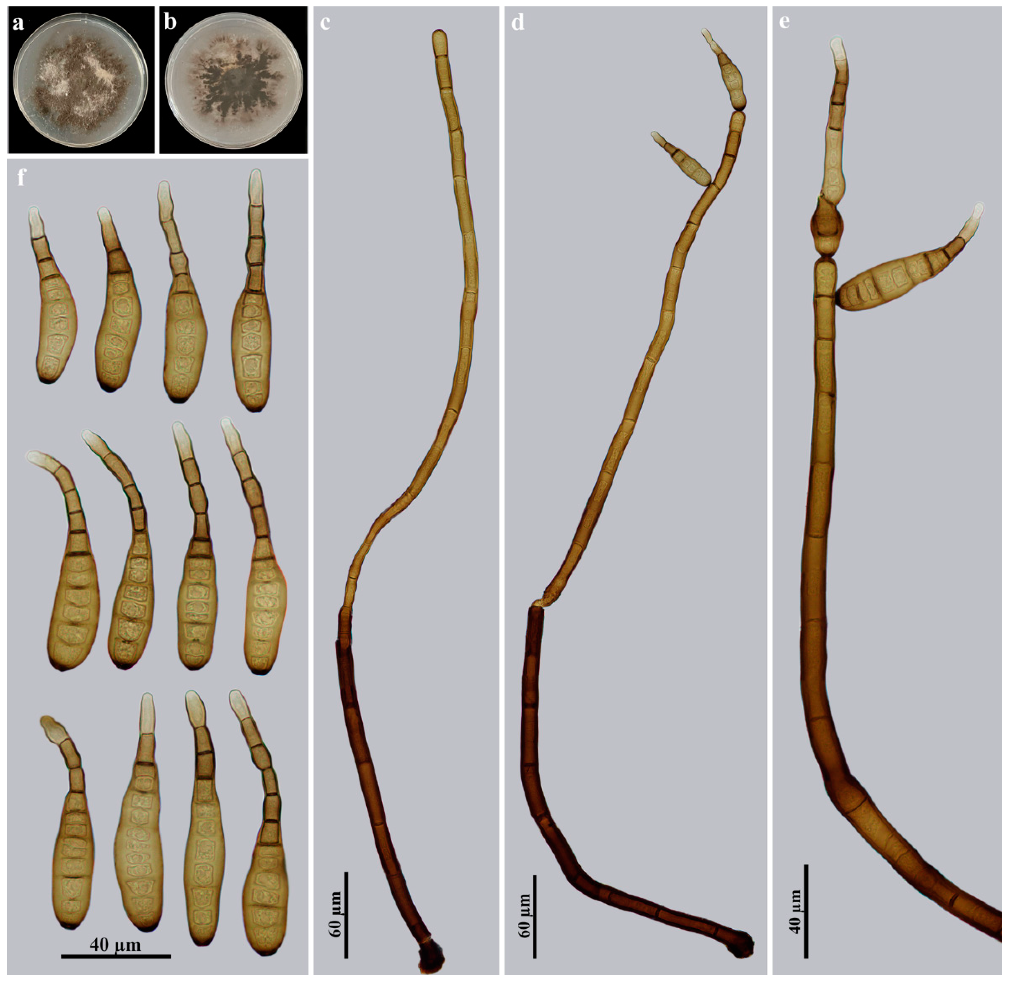 Jof 09 00280 g003 Jof 09 00280 g003