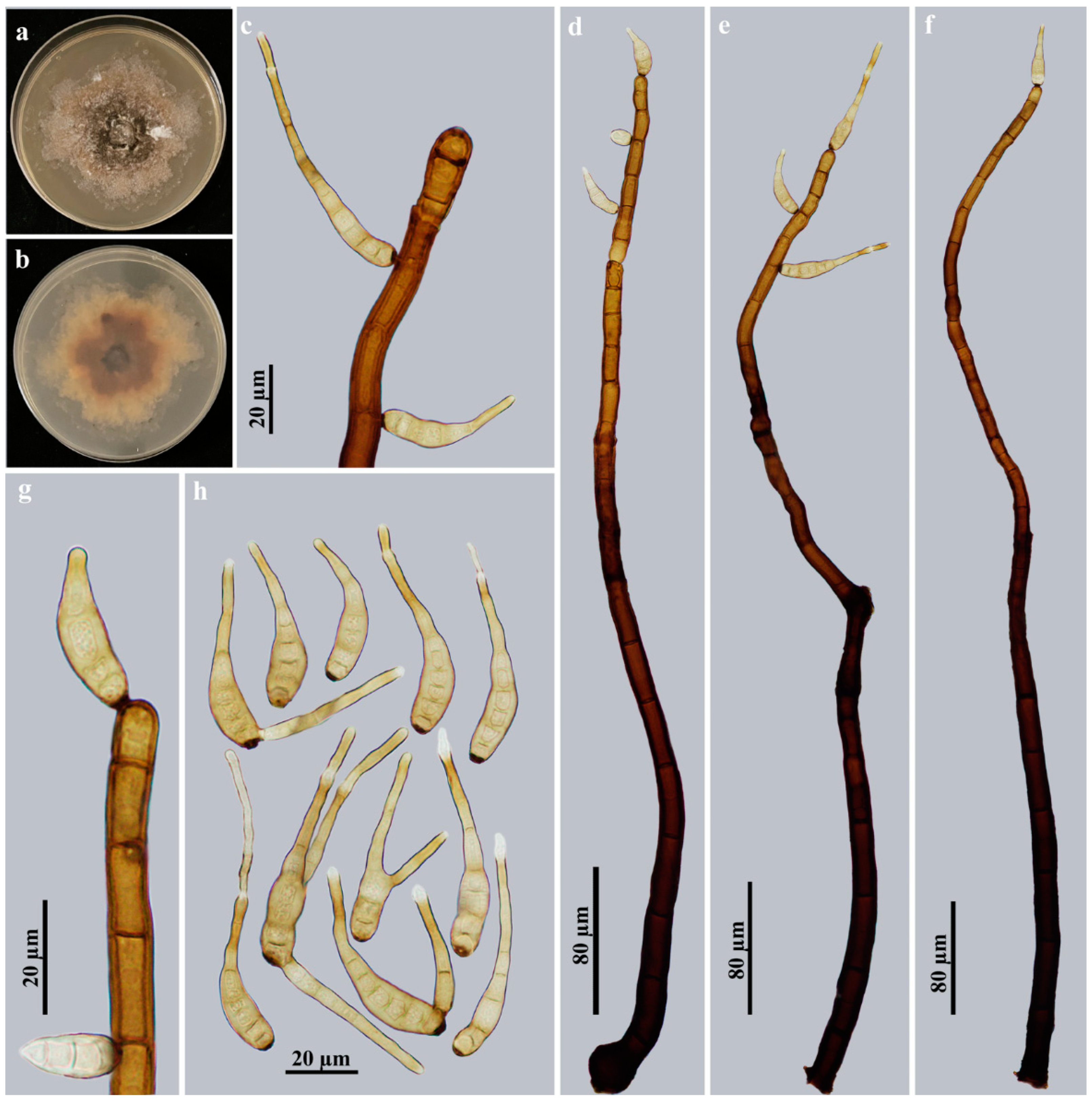 Jof 09 00280 g004 Jof 09 00280 g004