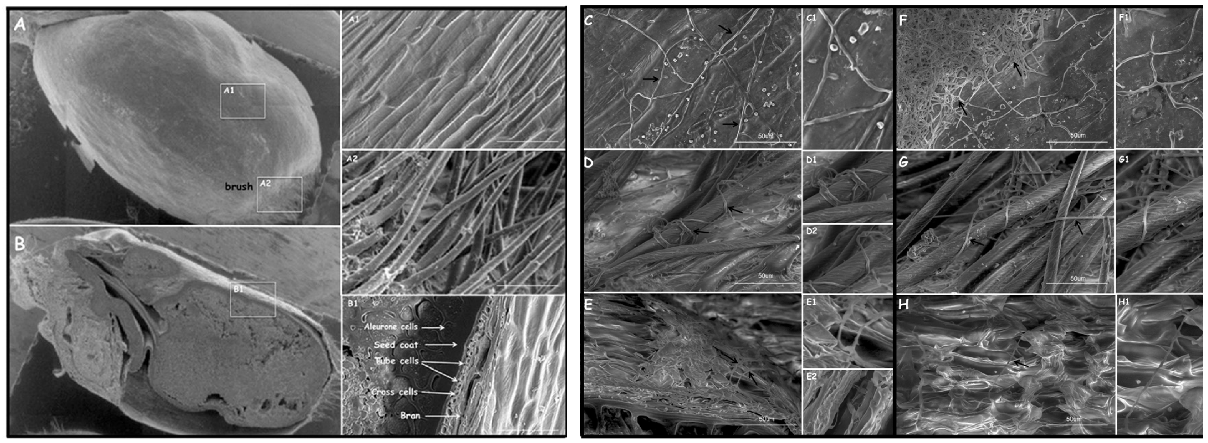 Jof 09 00289 g008a Jof 09 00289 g008a