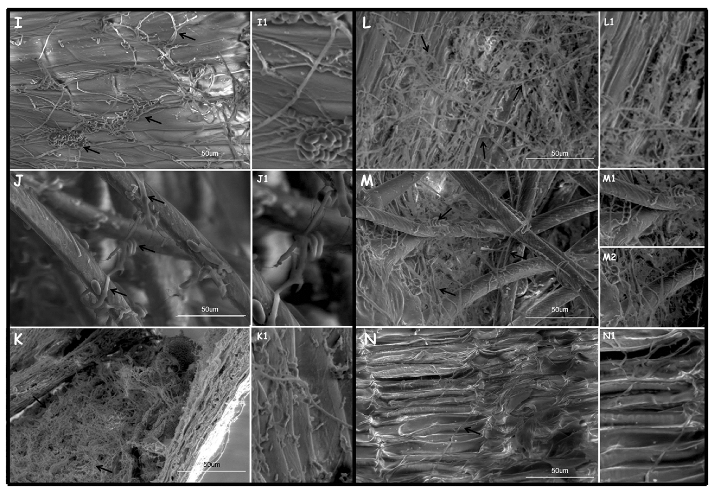 Jof 09 00289 g008b Jof 09 00289 g008b