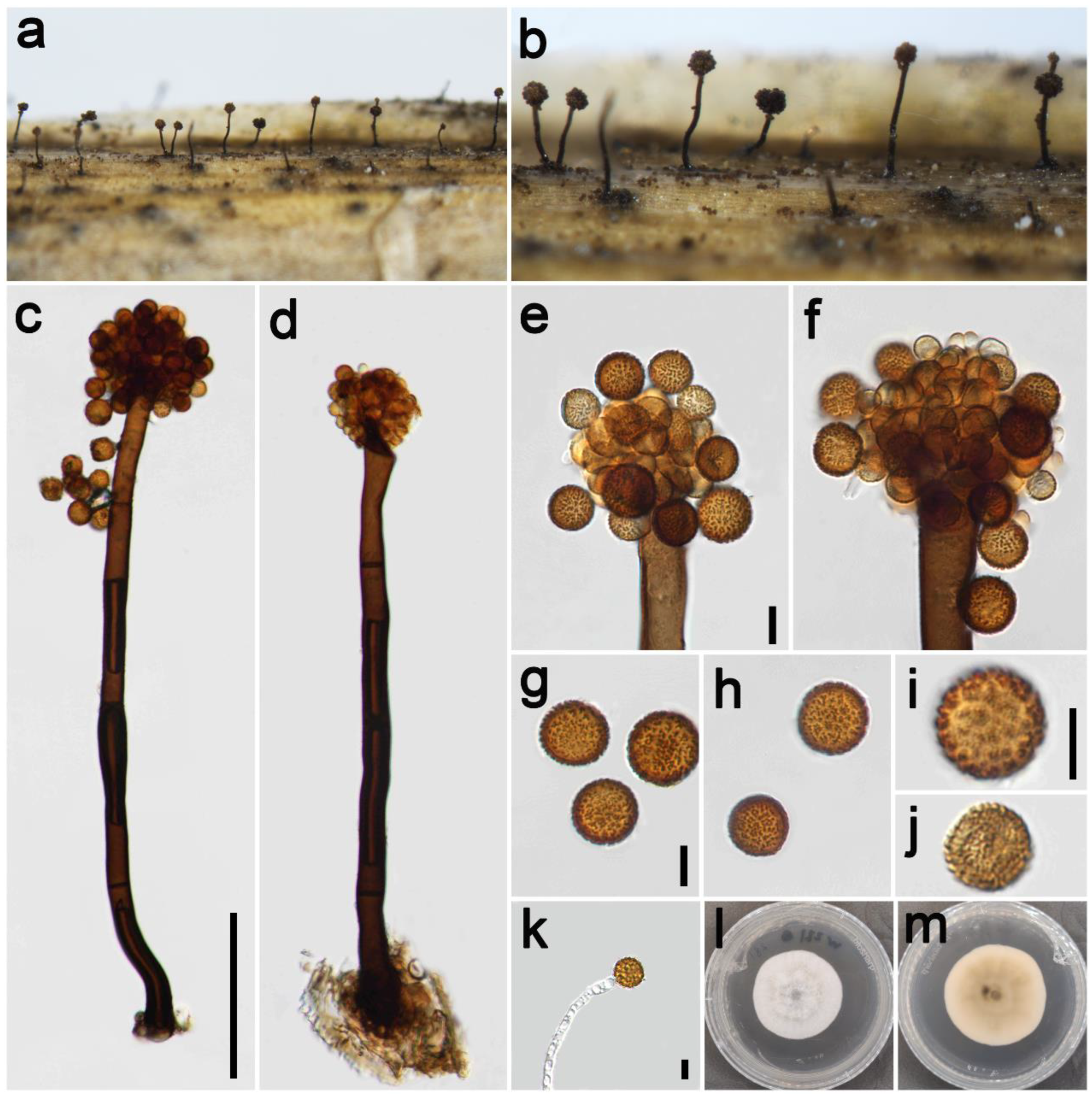 Jof 09 00300 g002 Jof 09 00300 g002