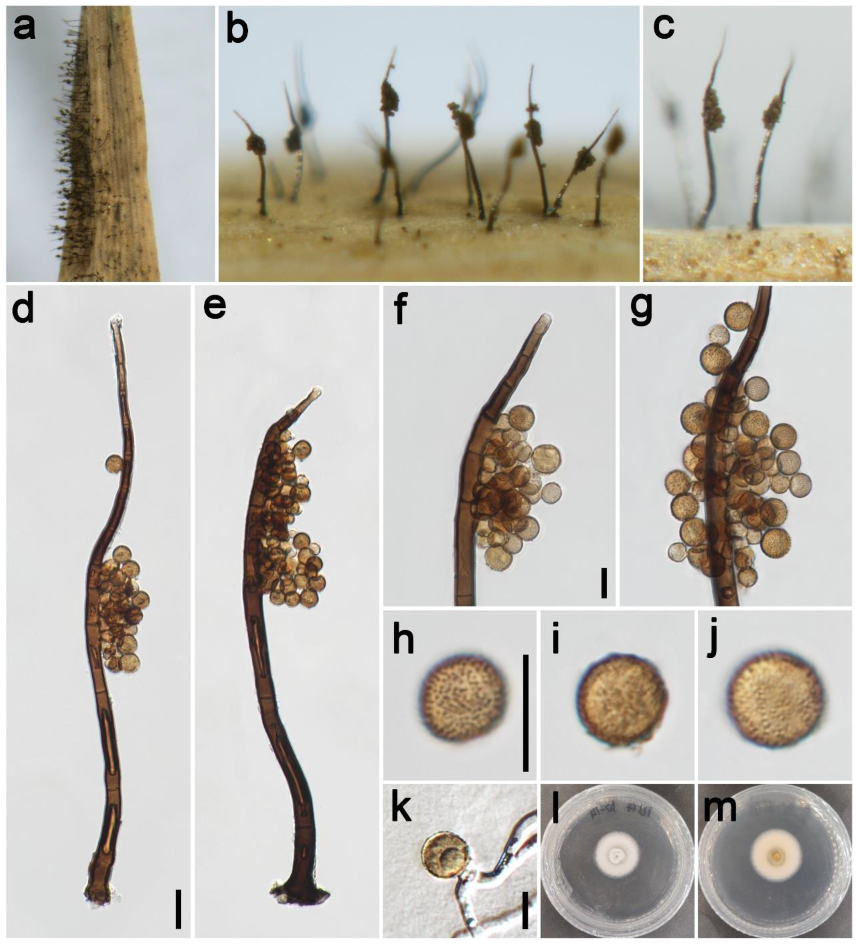 Jof 09 00300 g006 Jof 09 00300 g006