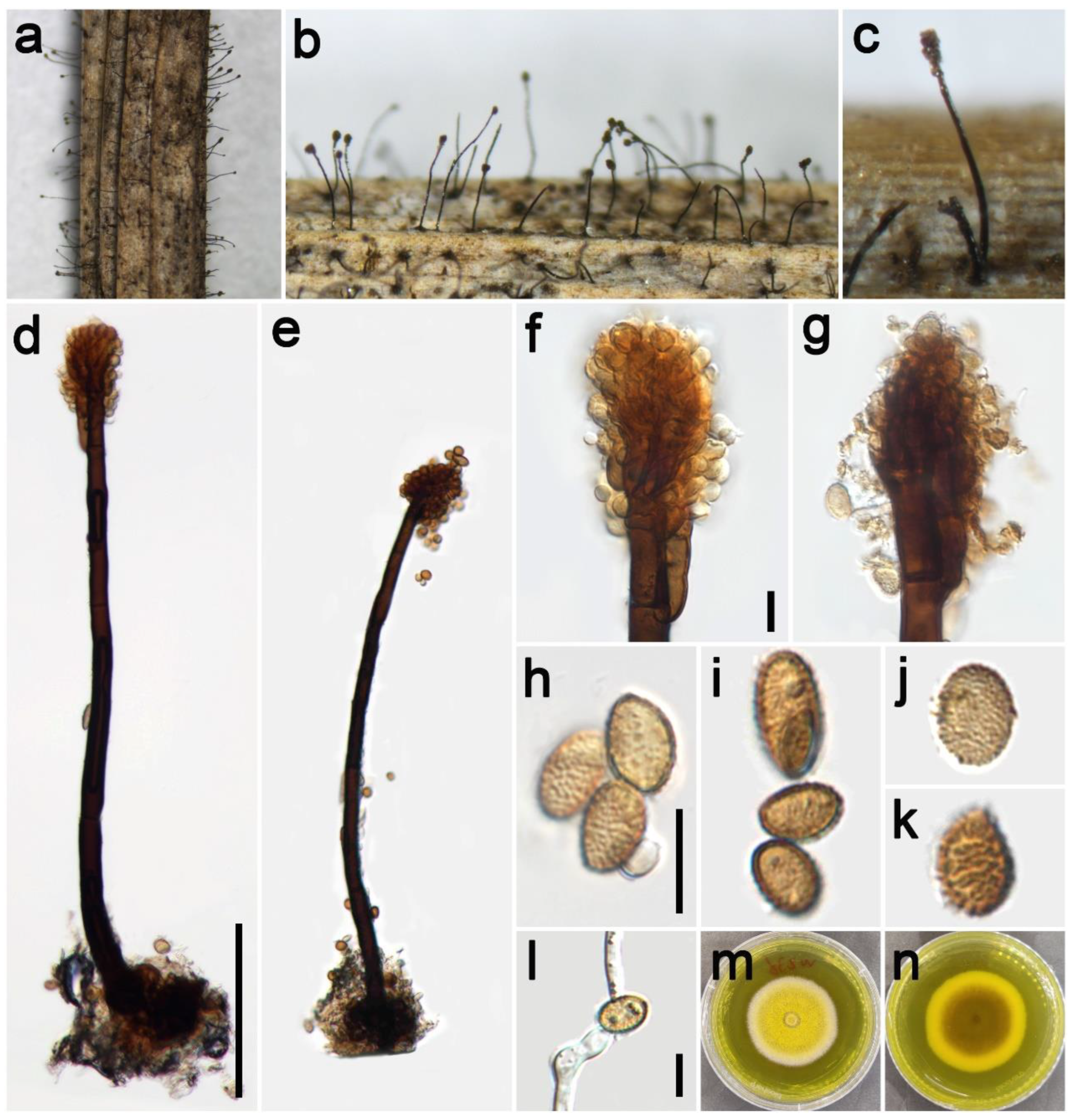 Jof 09 00300 g008 Jof 09 00300 g008