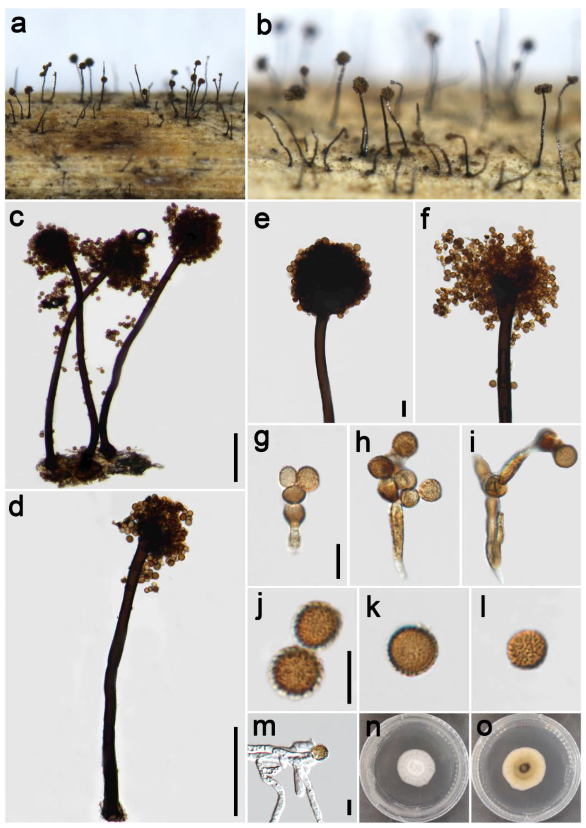 Jof 09 00300 g009 Jof 09 00300 g009