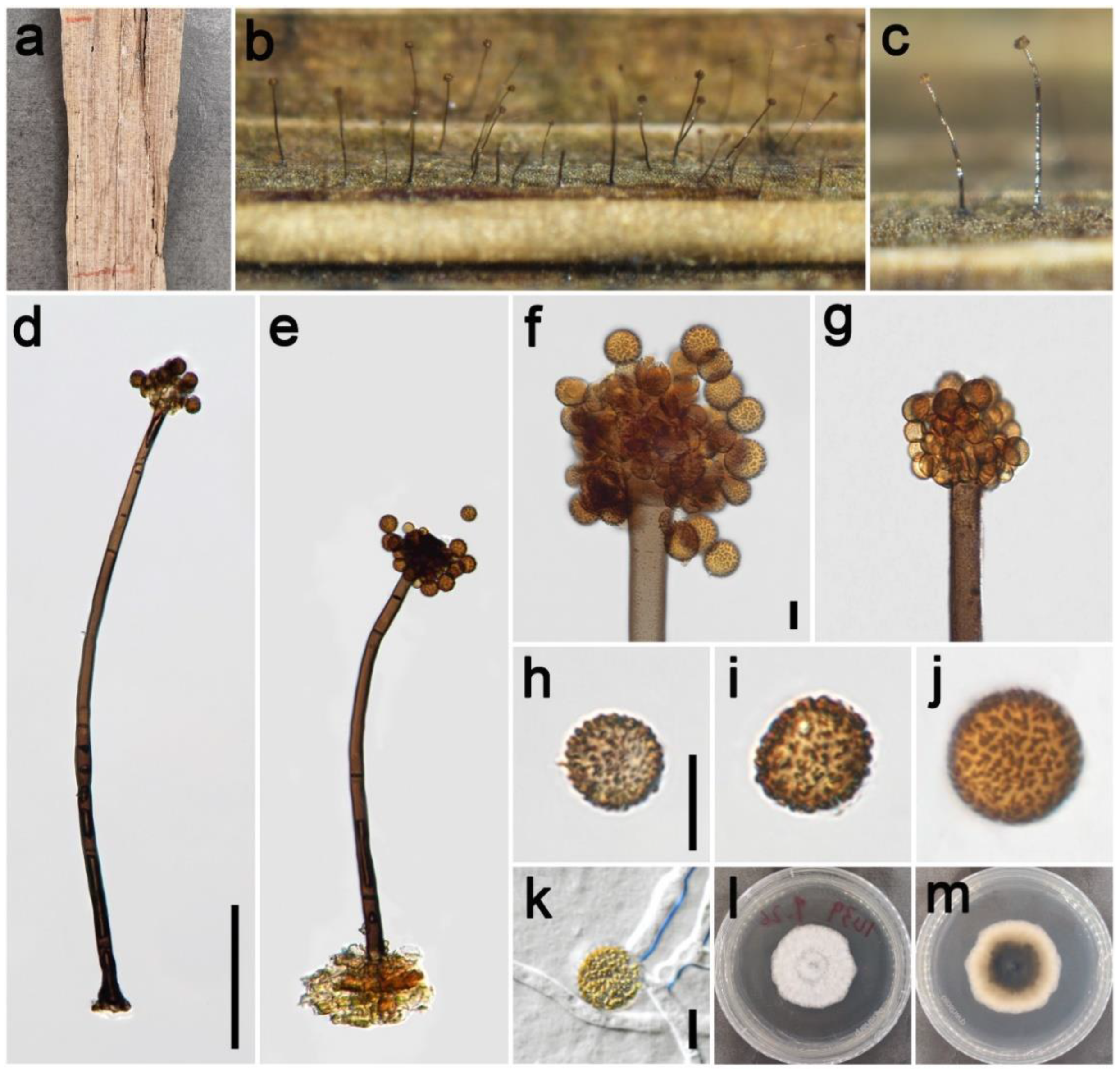 Jof 09 00300 g010 Jof 09 00300 g010