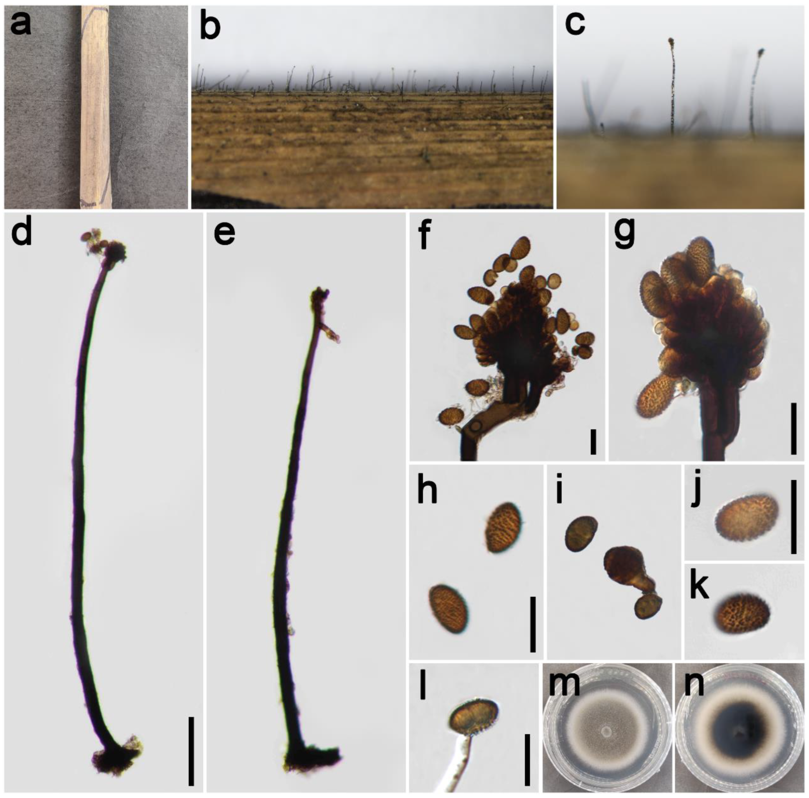 Jof 09 00300 g011 Jof 09 00300 g011