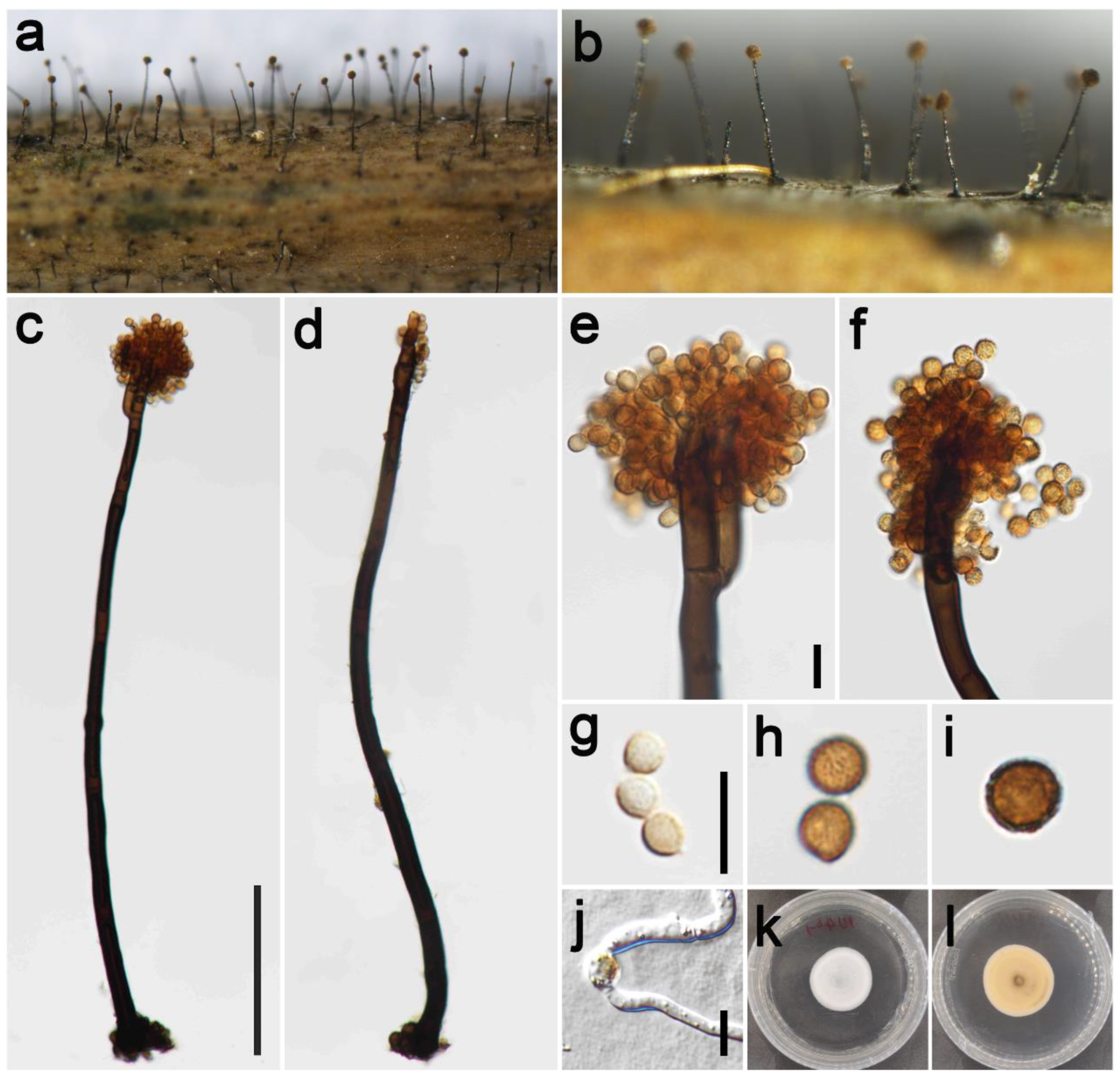 Jof 09 00300 g012 Jof 09 00300 g012