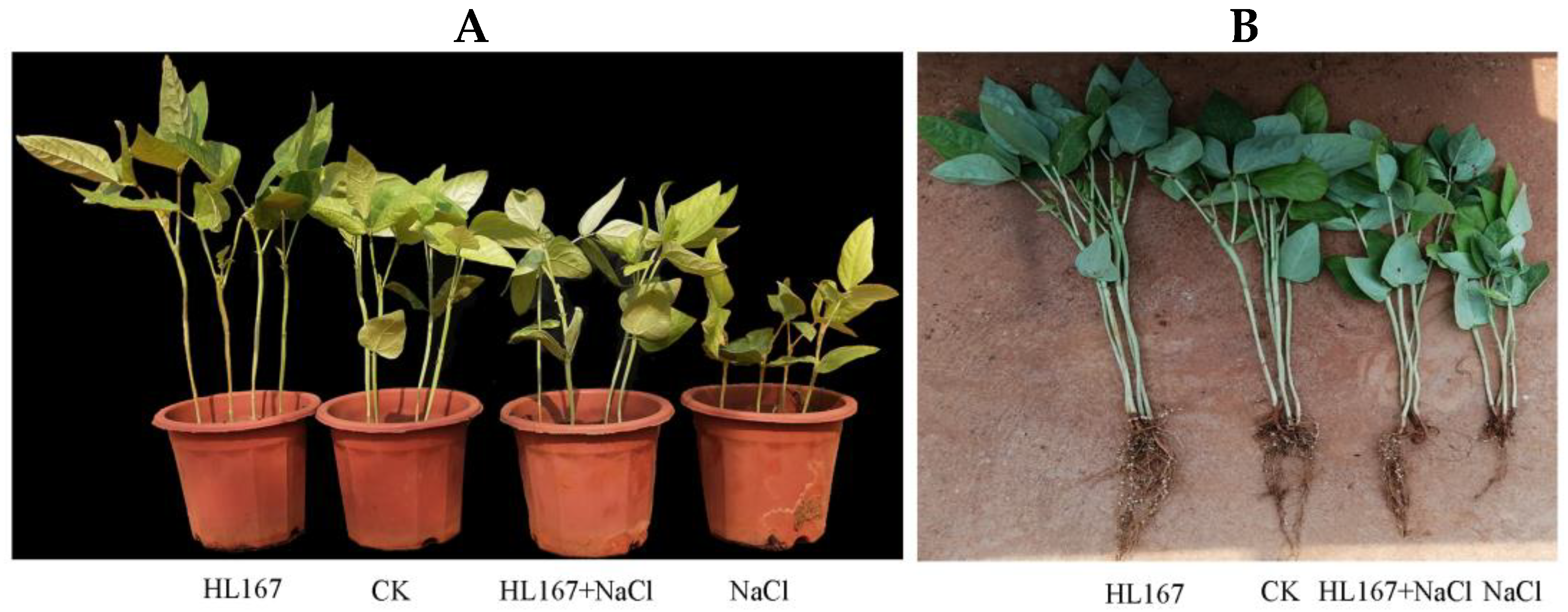 Jof 09 00304 g008 Jof 09 00304 g008