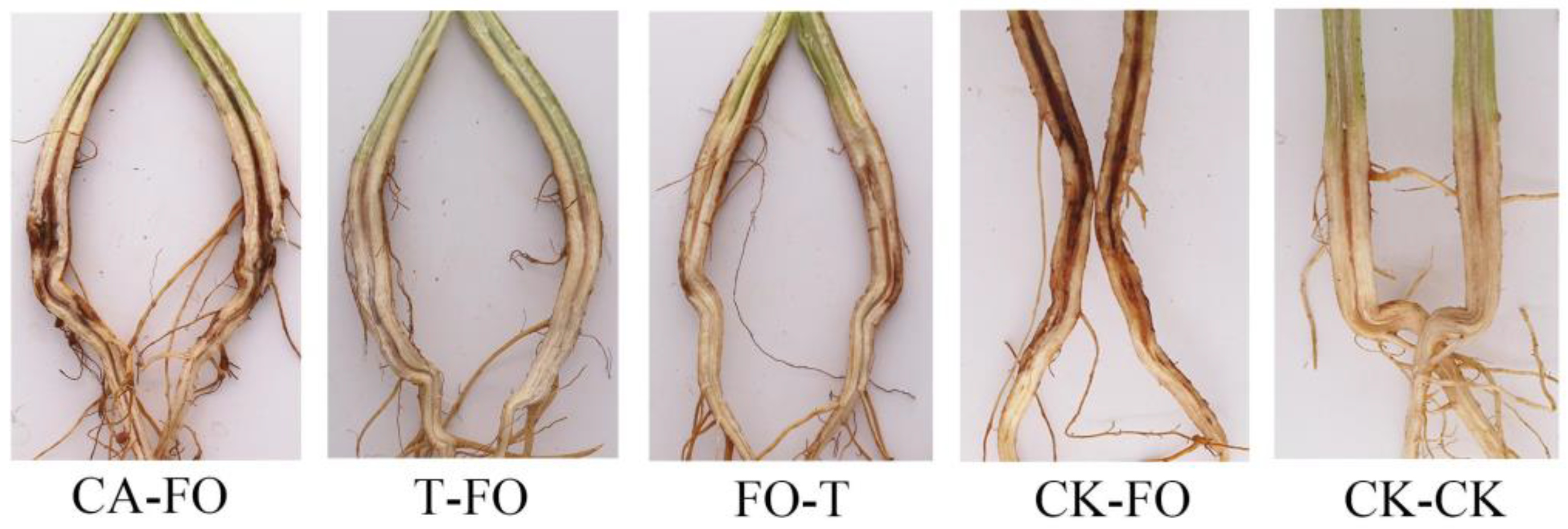 Jof 09 00304 g012 Jof 09 00304 g012
