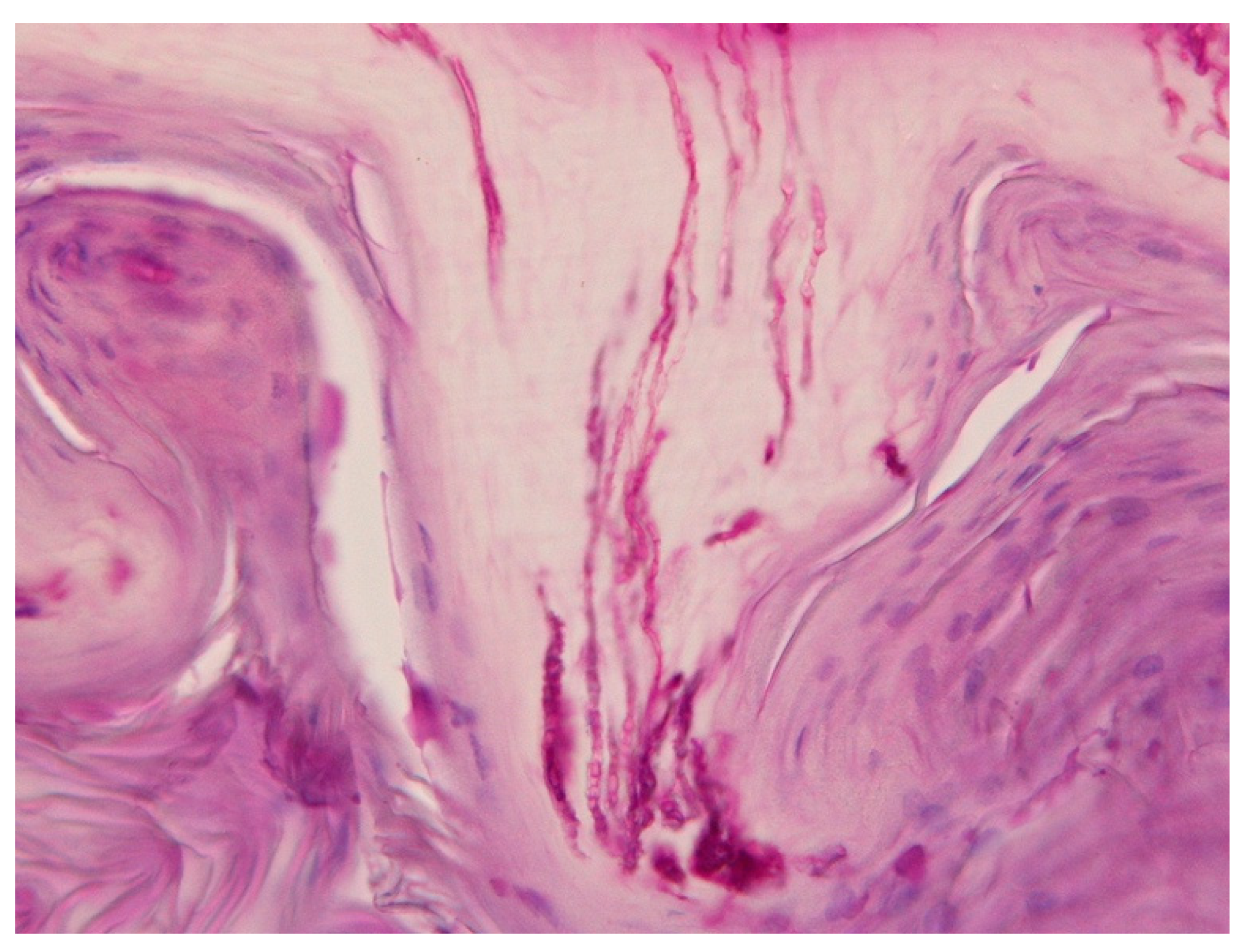 Jof 09 00313 g004 Jof 09 00313 g004