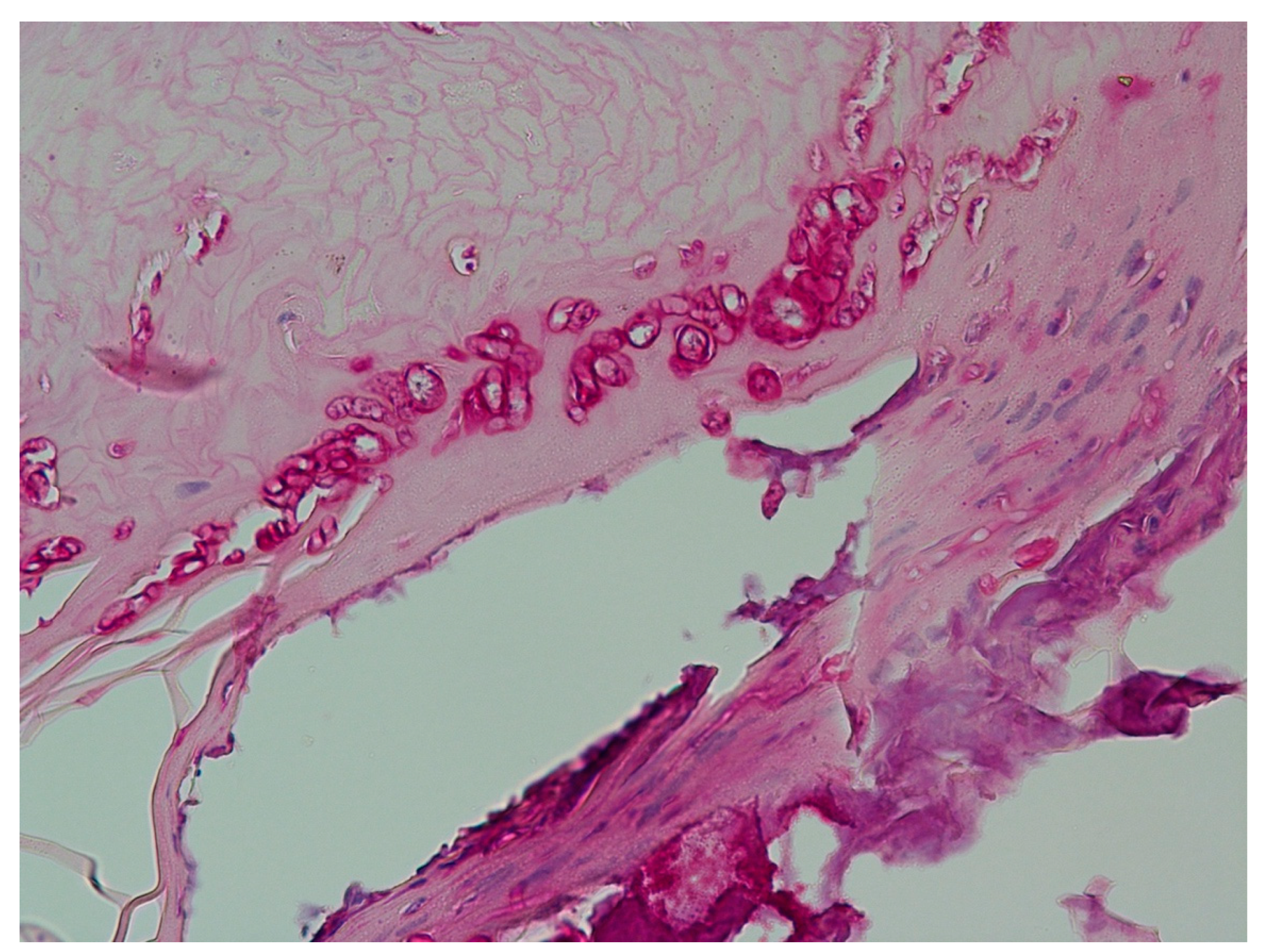 Jof 09 00313 g005 Jof 09 00313 g005