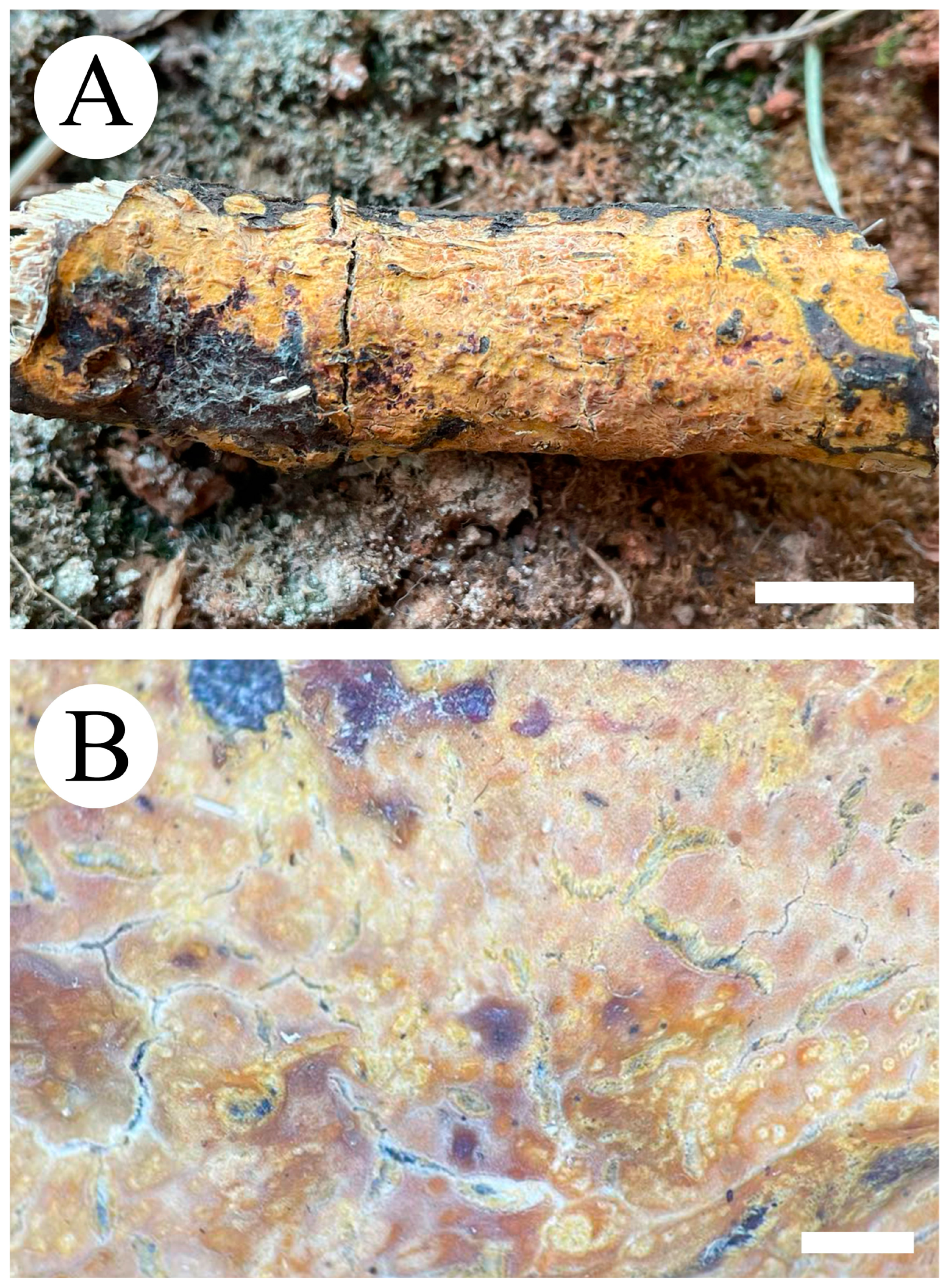 Jof 09 00320 g003 Jof 09 00320 g003