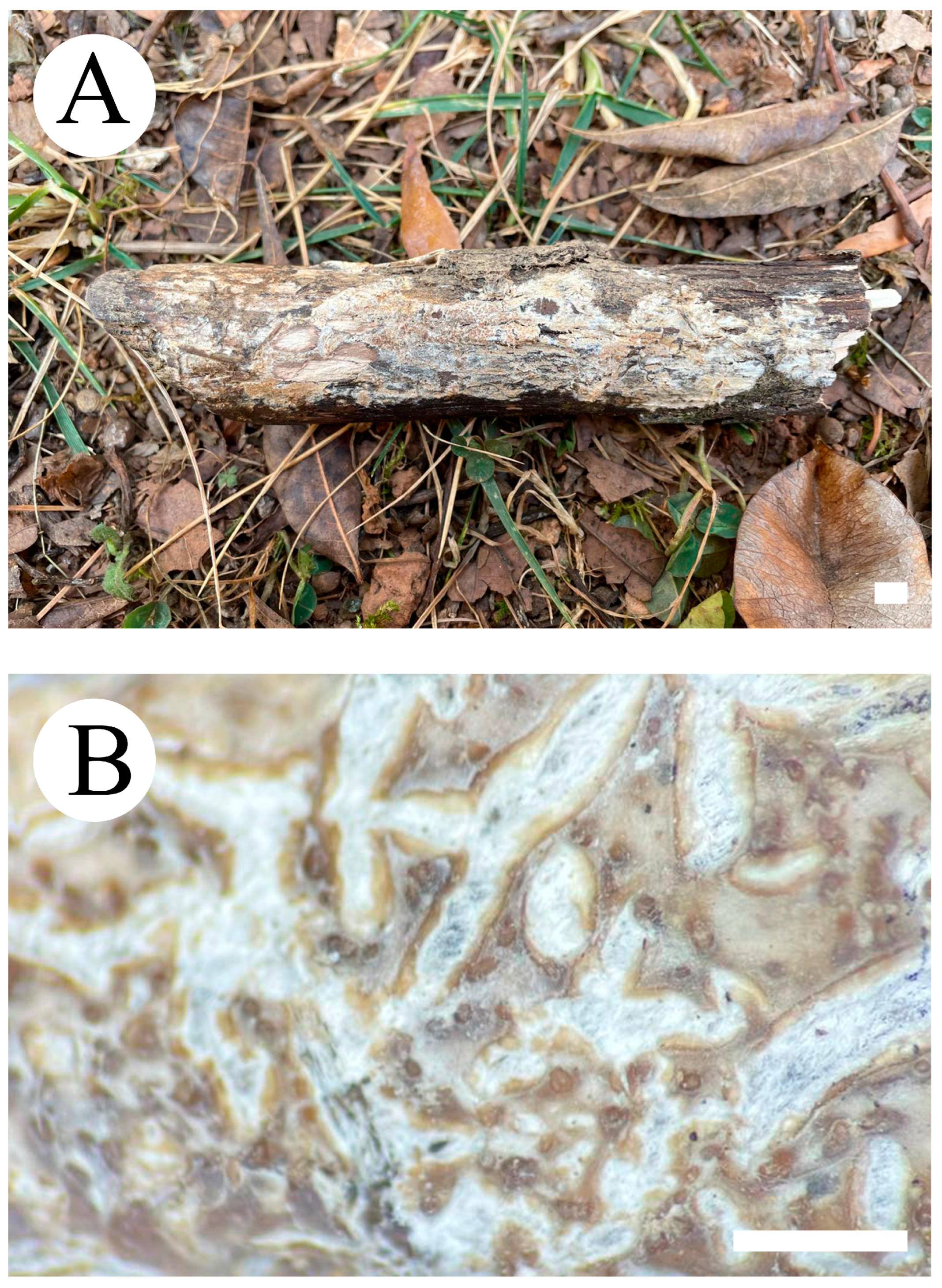 Jof 09 00320 g005 Jof 09 00320 g005