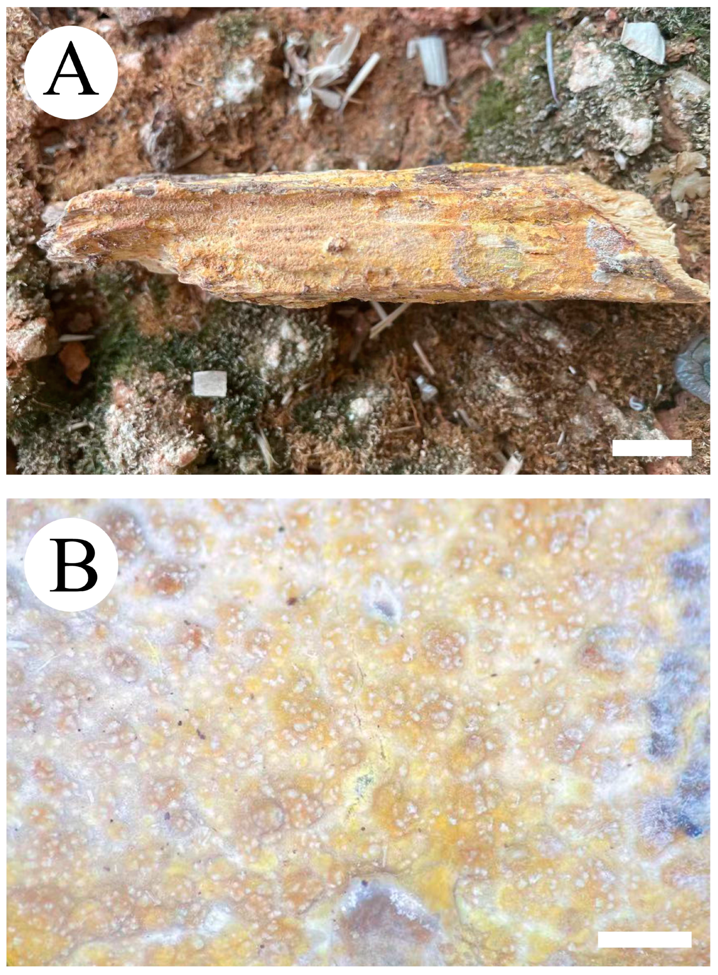 Jof 09 00320 g007 Jof 09 00320 g007