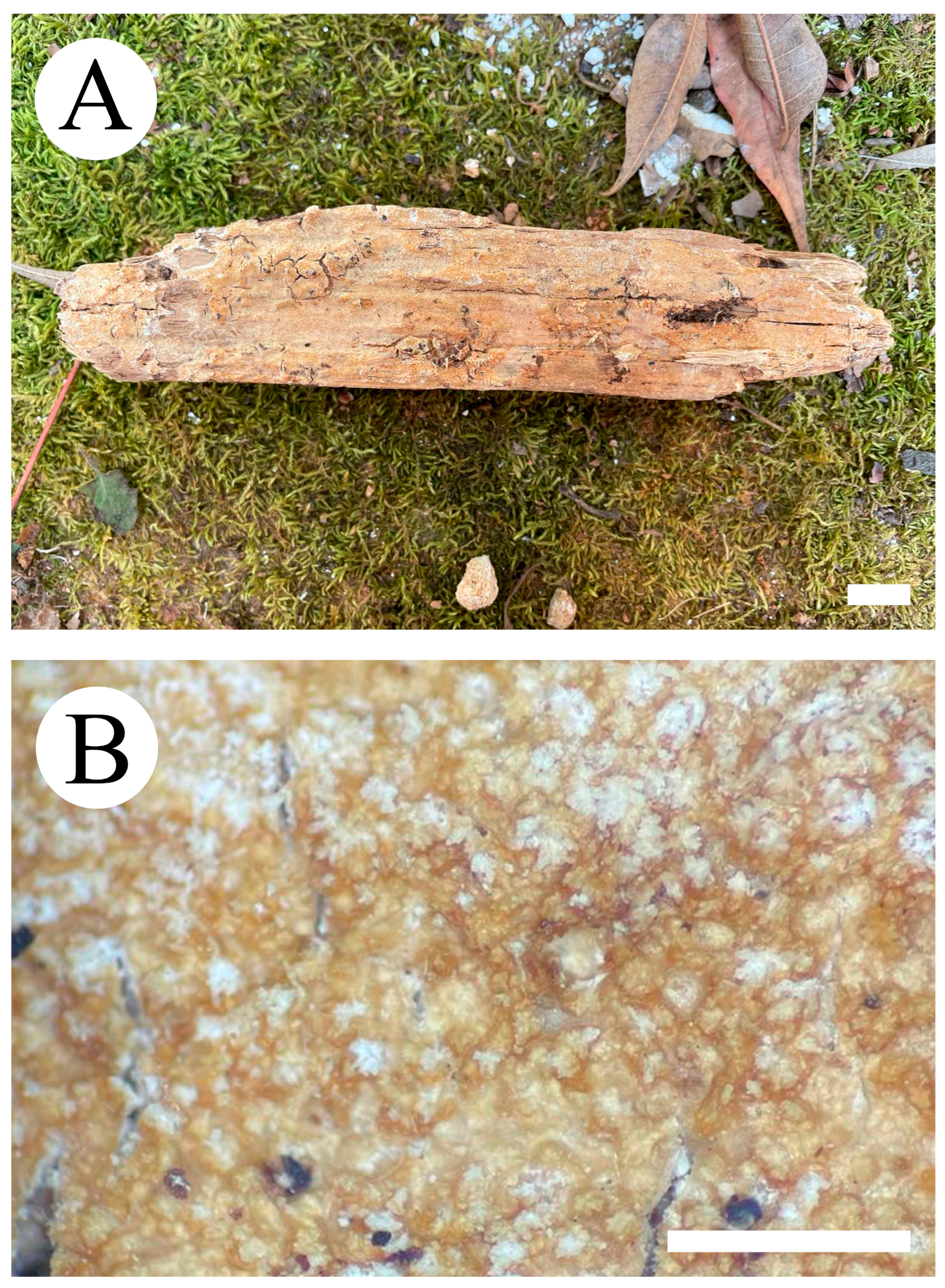 Jof 09 00320 g009 Jof 09 00320 g009