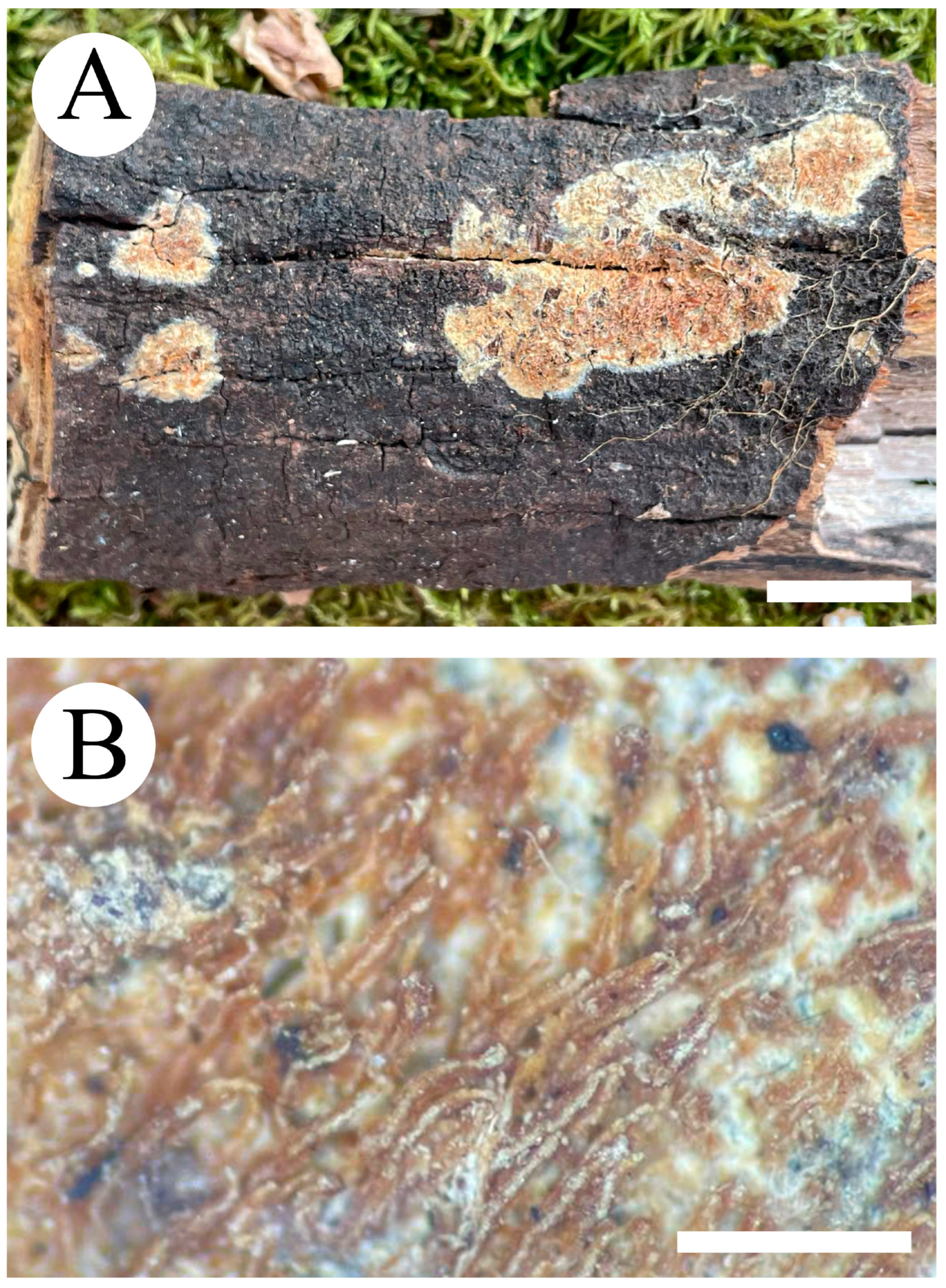 Jof 09 00320 g011 Jof 09 00320 g011