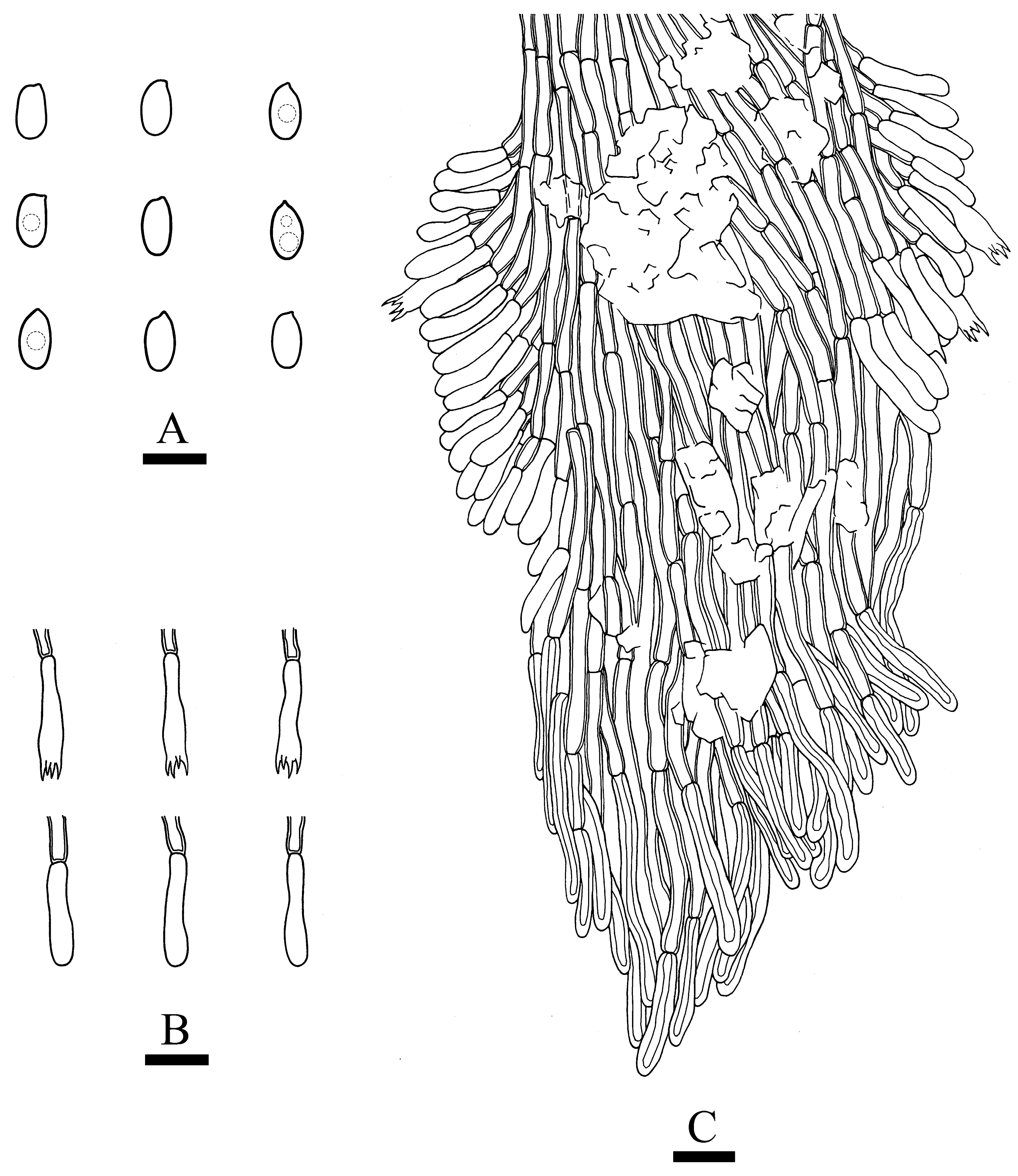 Jof 09 00320 g012 Jof 09 00320 g012