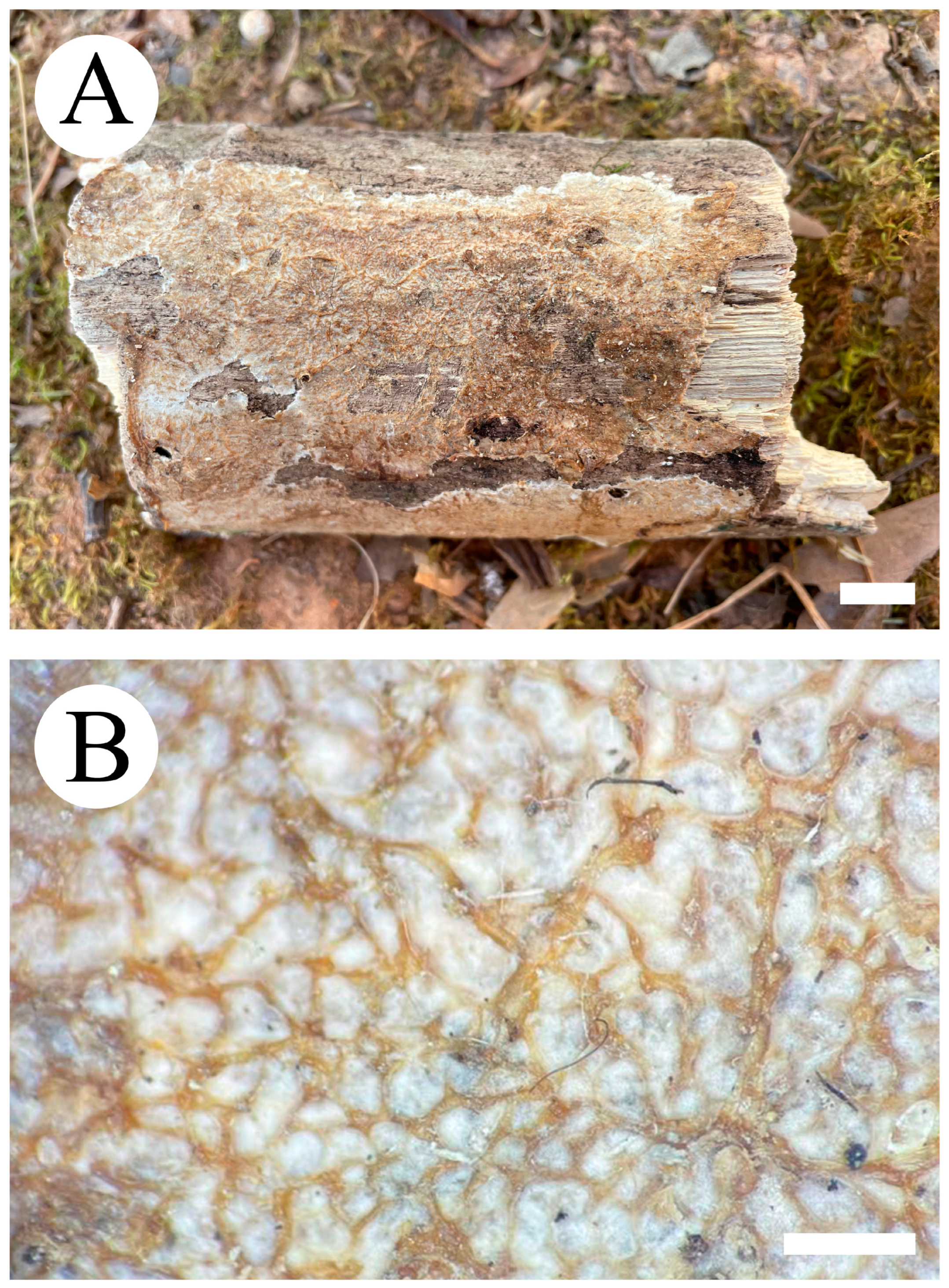 Jof 09 00320 g013 Jof 09 00320 g013