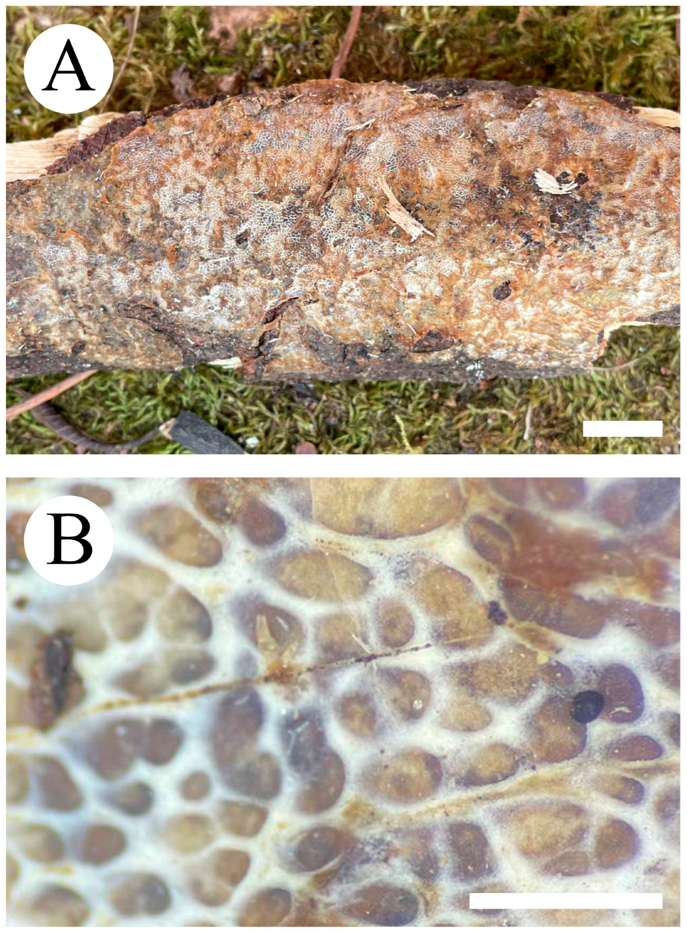 Jof 09 00320 g015 Jof 09 00320 g015