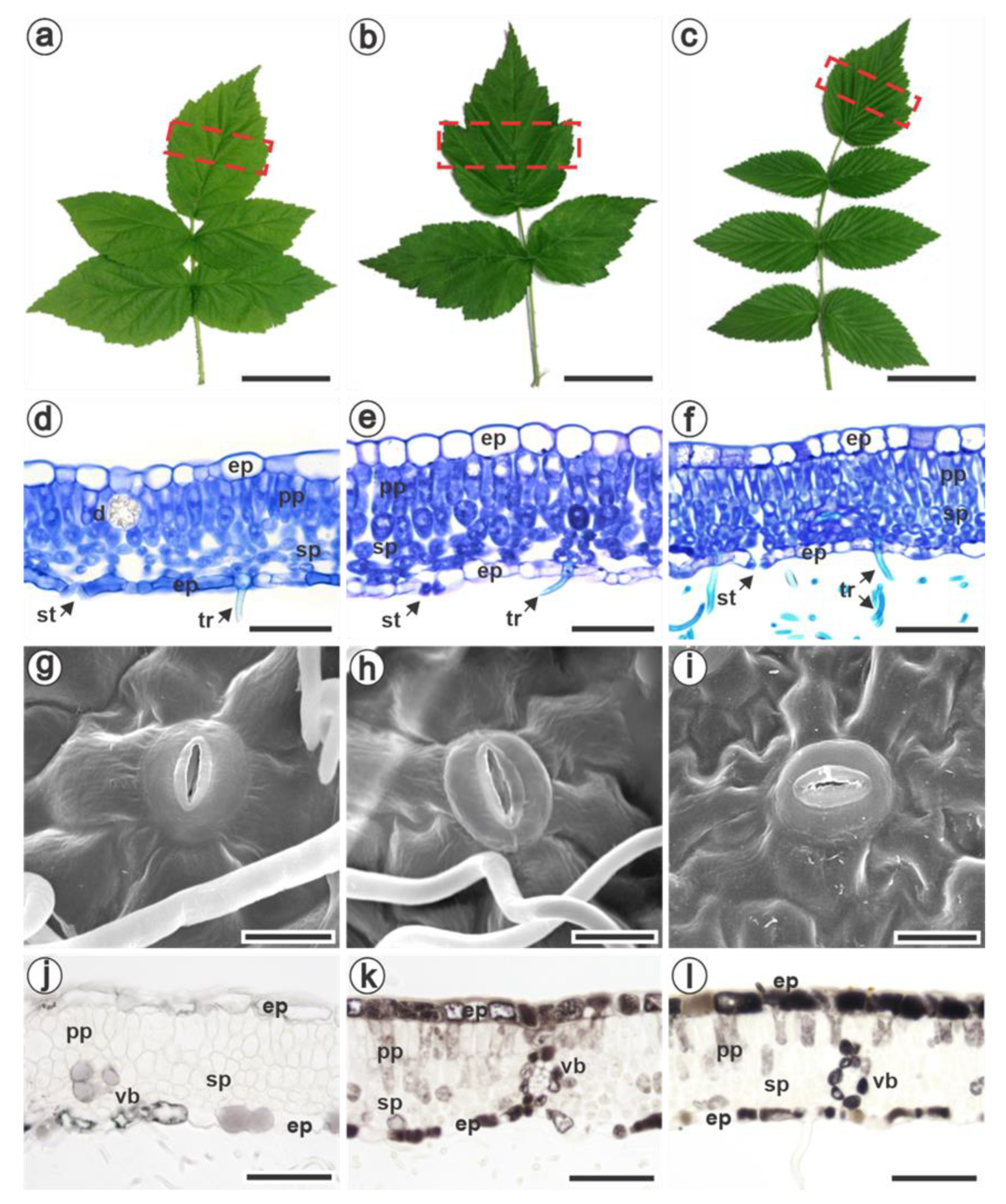 Jof 09 00337 g001 Jof 09 00337 g001