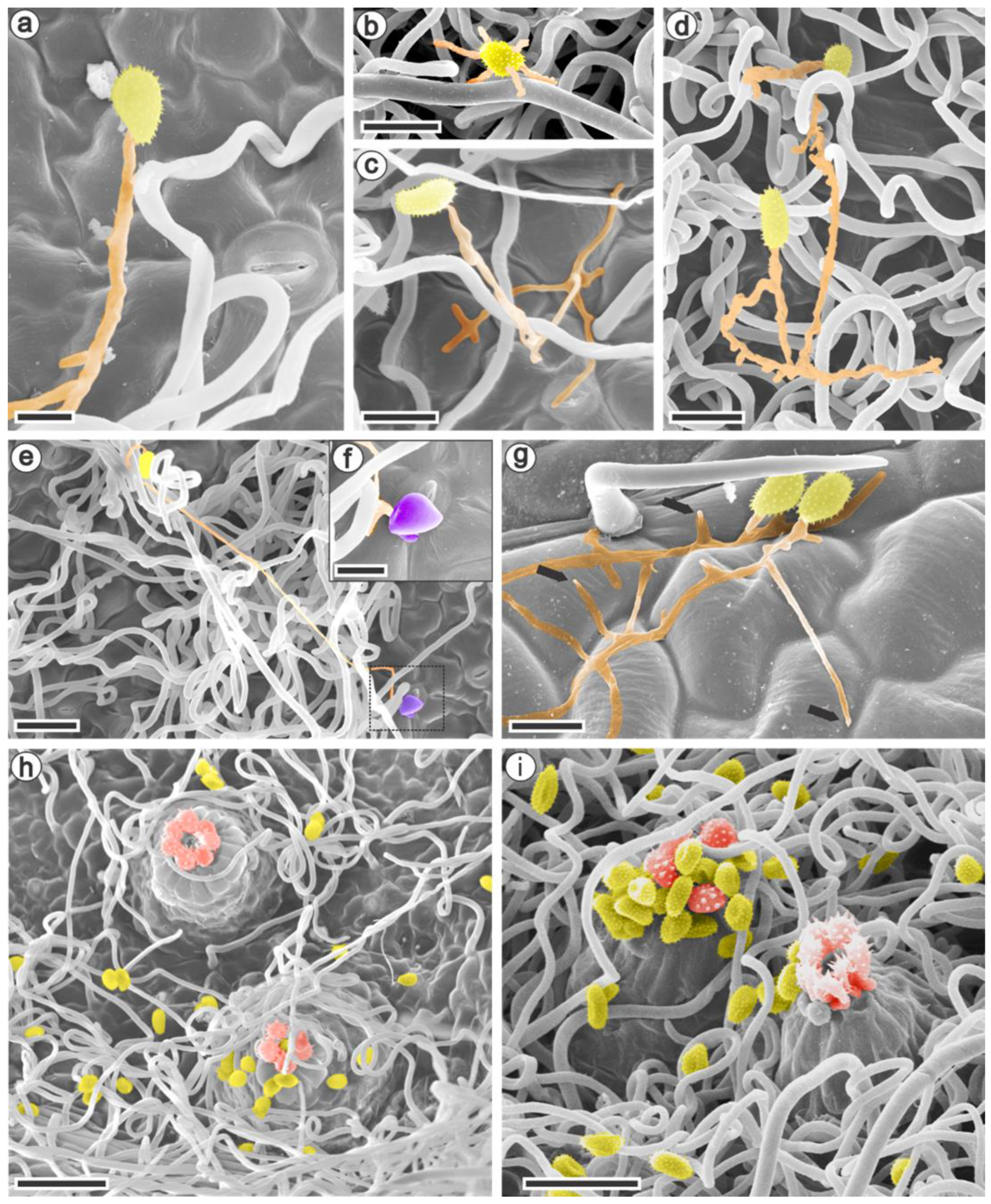 Jof 09 00337 g002 Jof 09 00337 g002