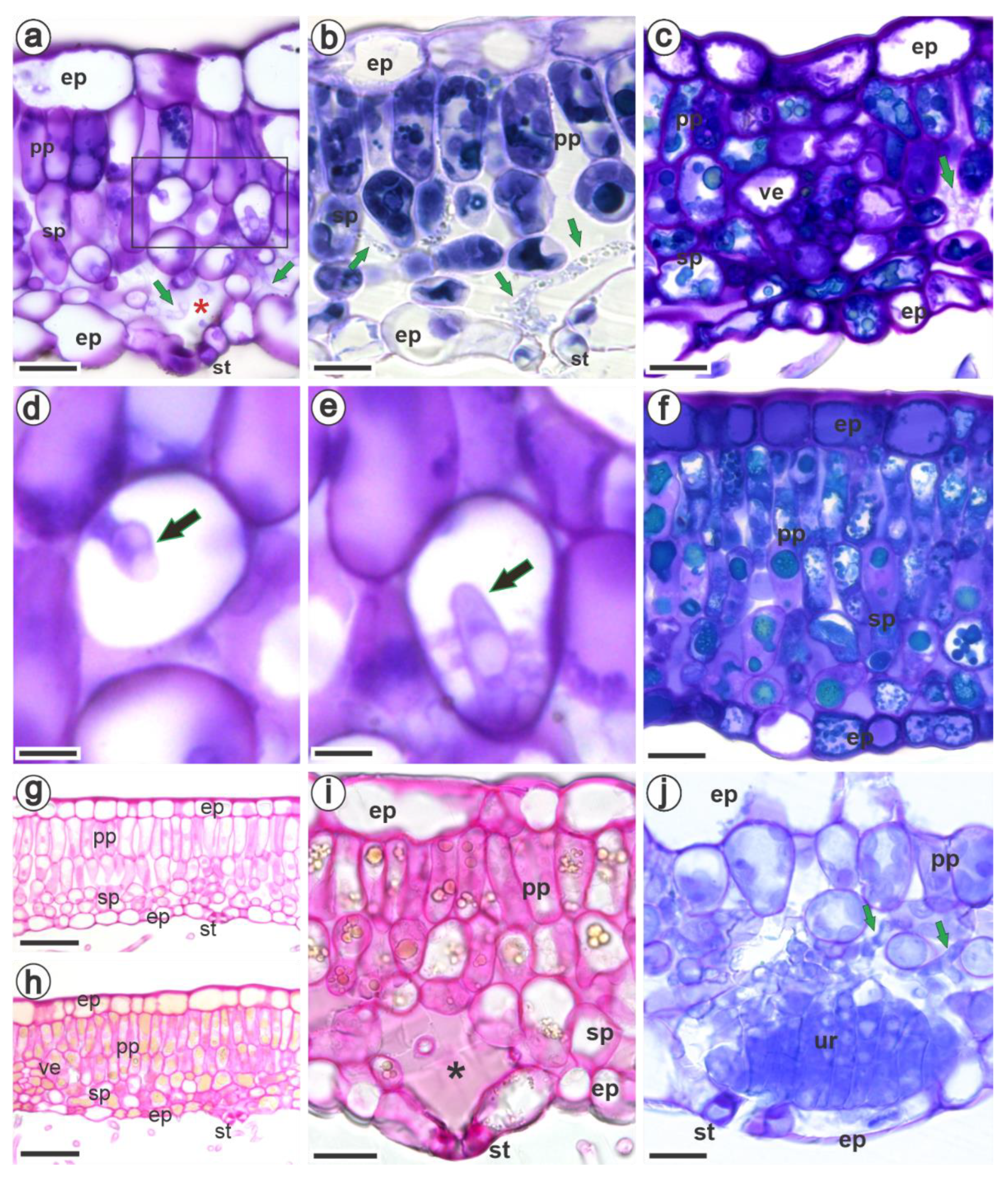 Jof 09 00337 g003 Jof 09 00337 g003