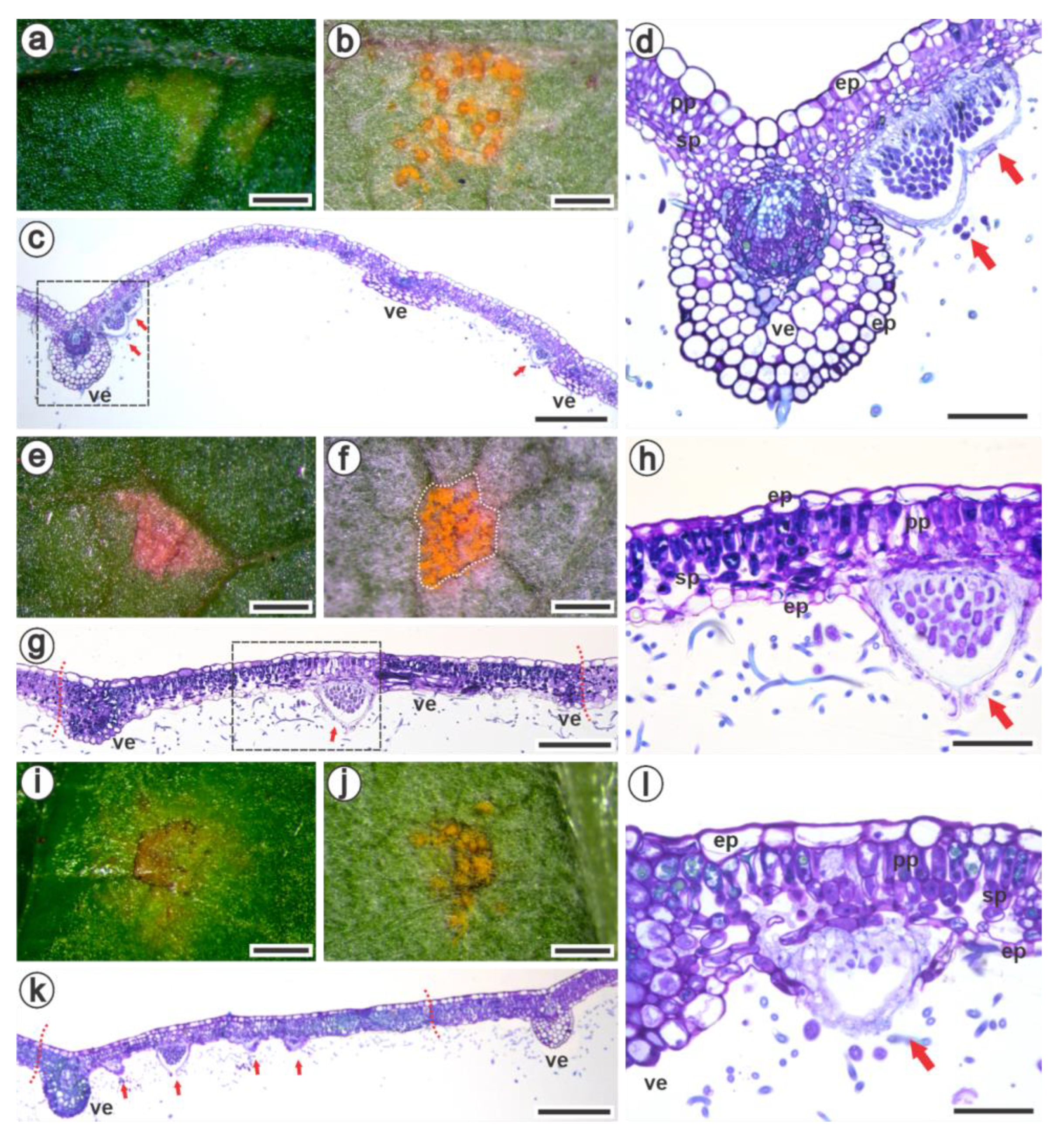 Jof 09 00337 g004 Jof 09 00337 g004