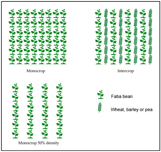 Crop Diversification to Control Rust in Faba Bean Caused by Crop Diversification to Control Rust in Faba Bean Caused by