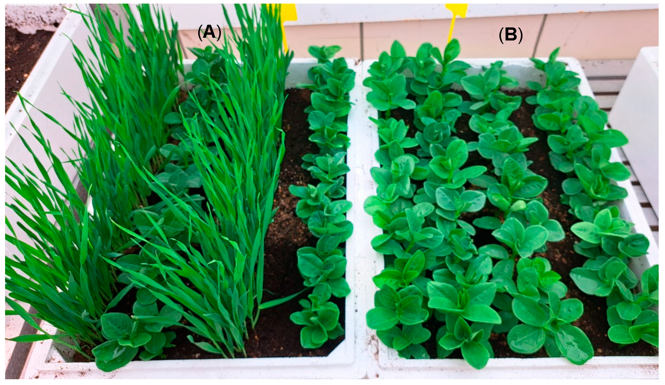 Jof 09 00344 g003 Jof 09 00344 g003