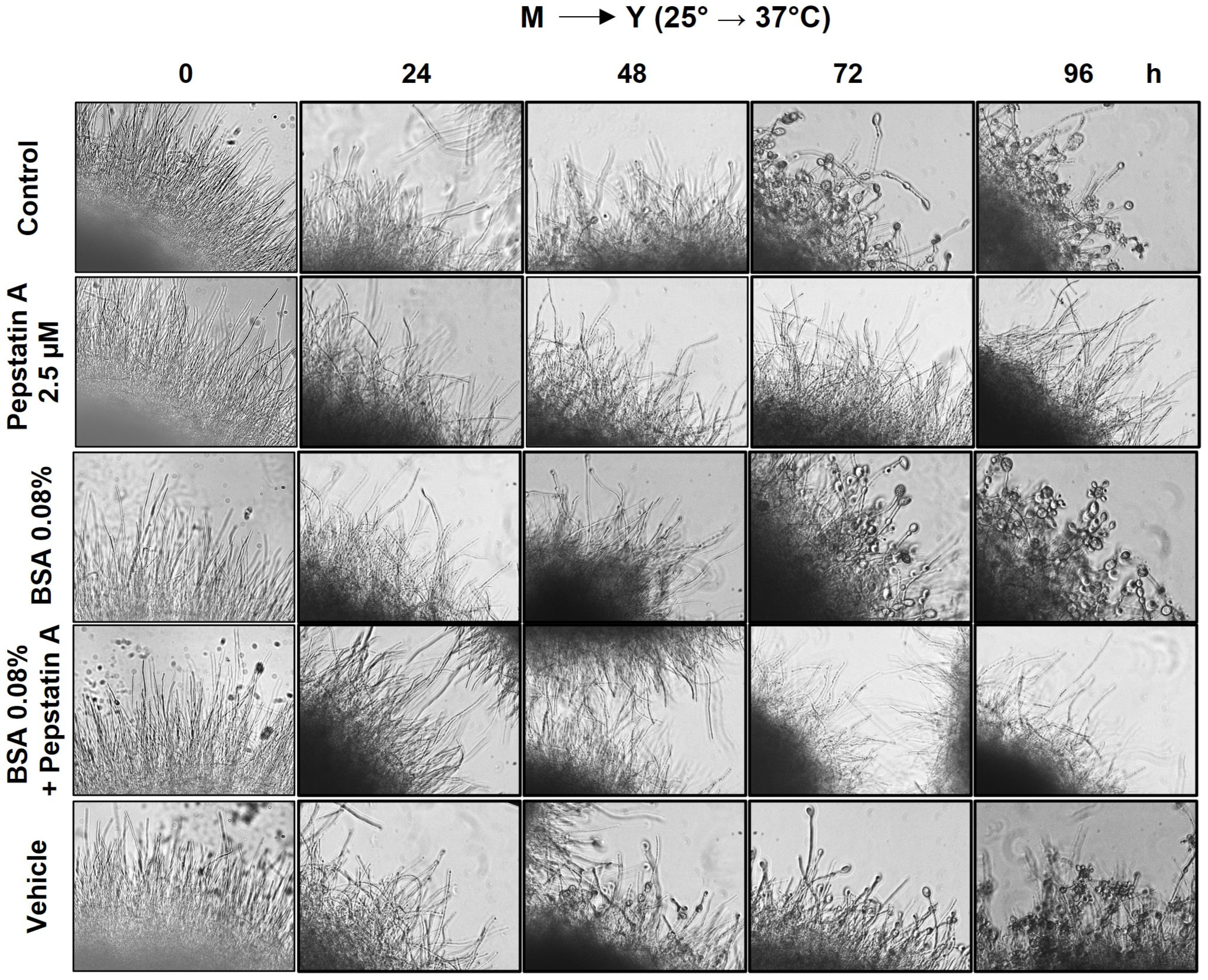 Jof 09 00375 g002 Jof 09 00375 g002