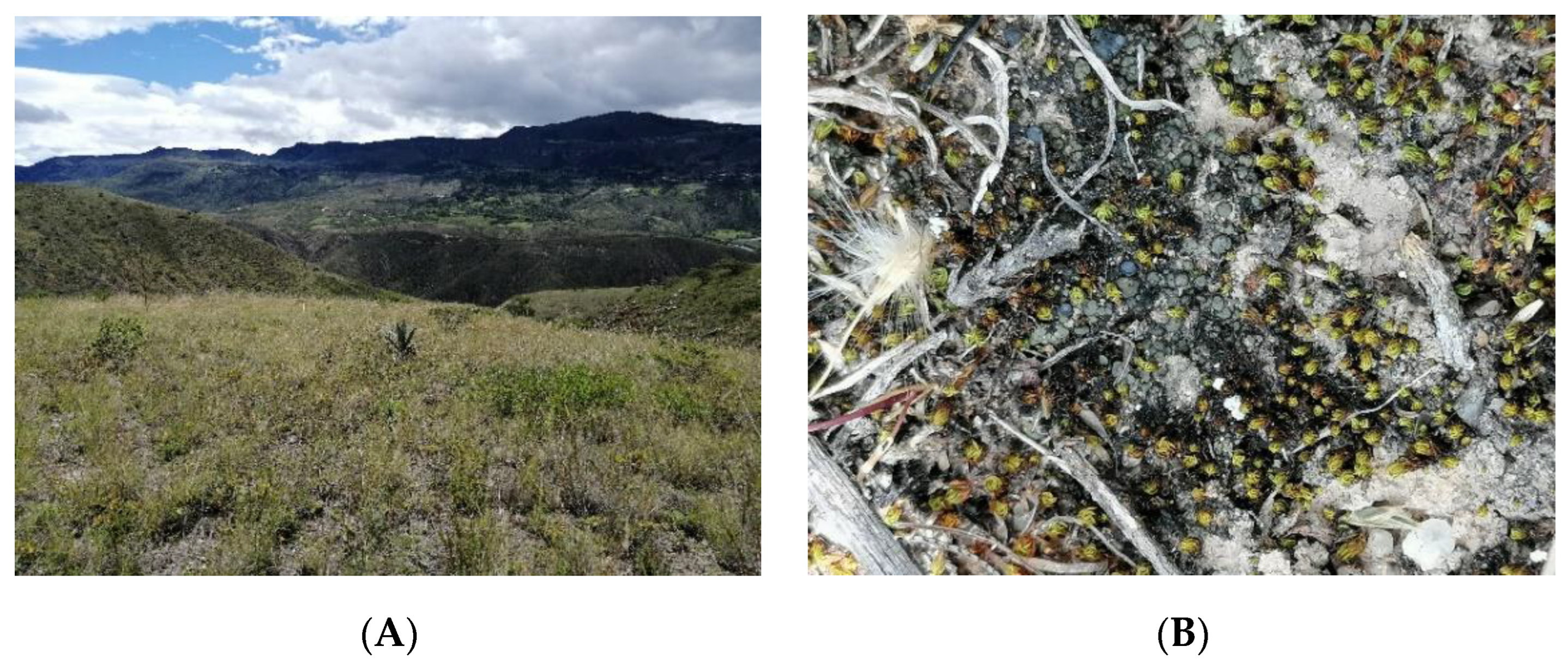 Jof 09 00386 g002 Jof 09 00386 g002