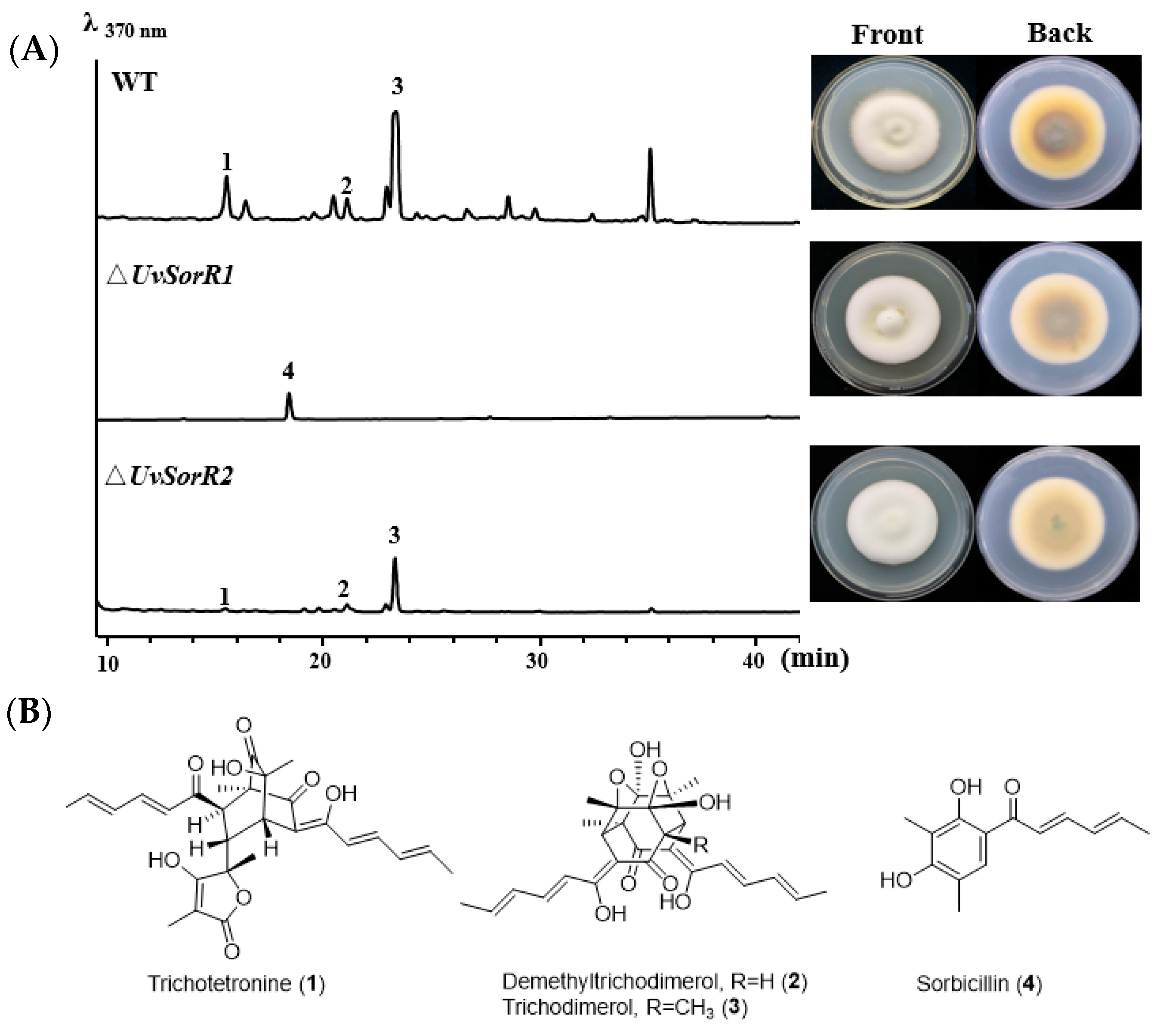 Jof 09 00390 g007 Jof 09 00390 g007