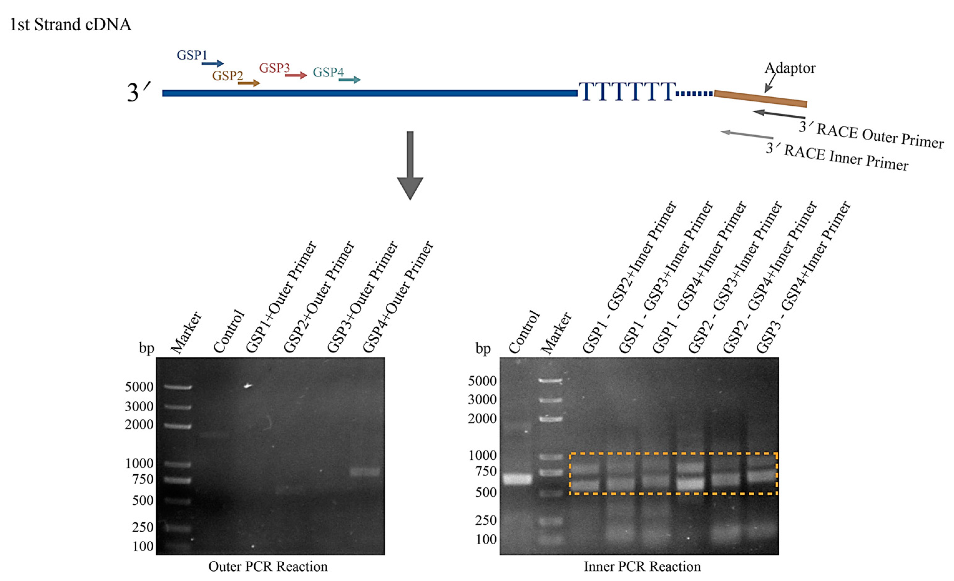 Jof 09 00407 g002 Jof 09 00407 g002