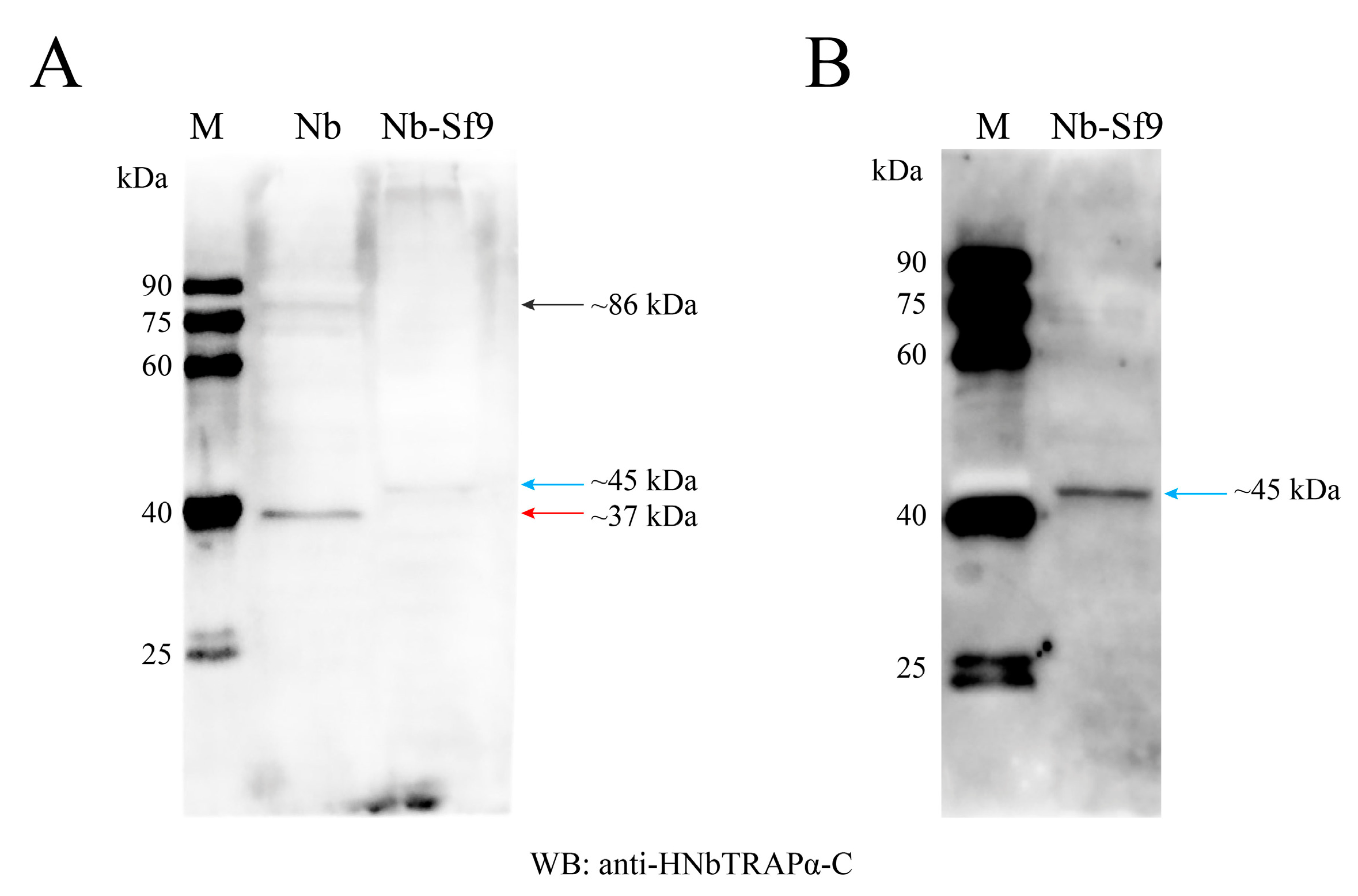 Jof 09 00407 g003 Jof 09 00407 g003