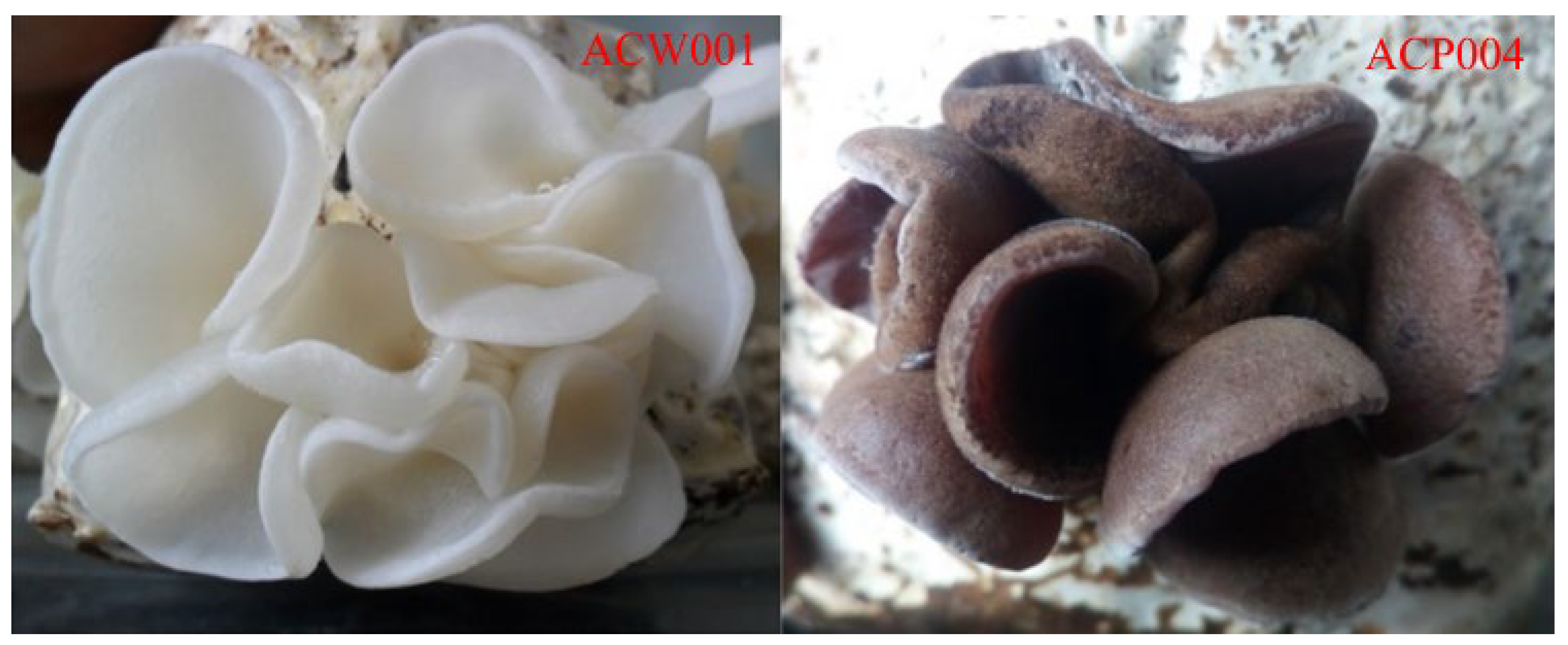 Jof 09 00412 g001 Jof 09 00412 g001