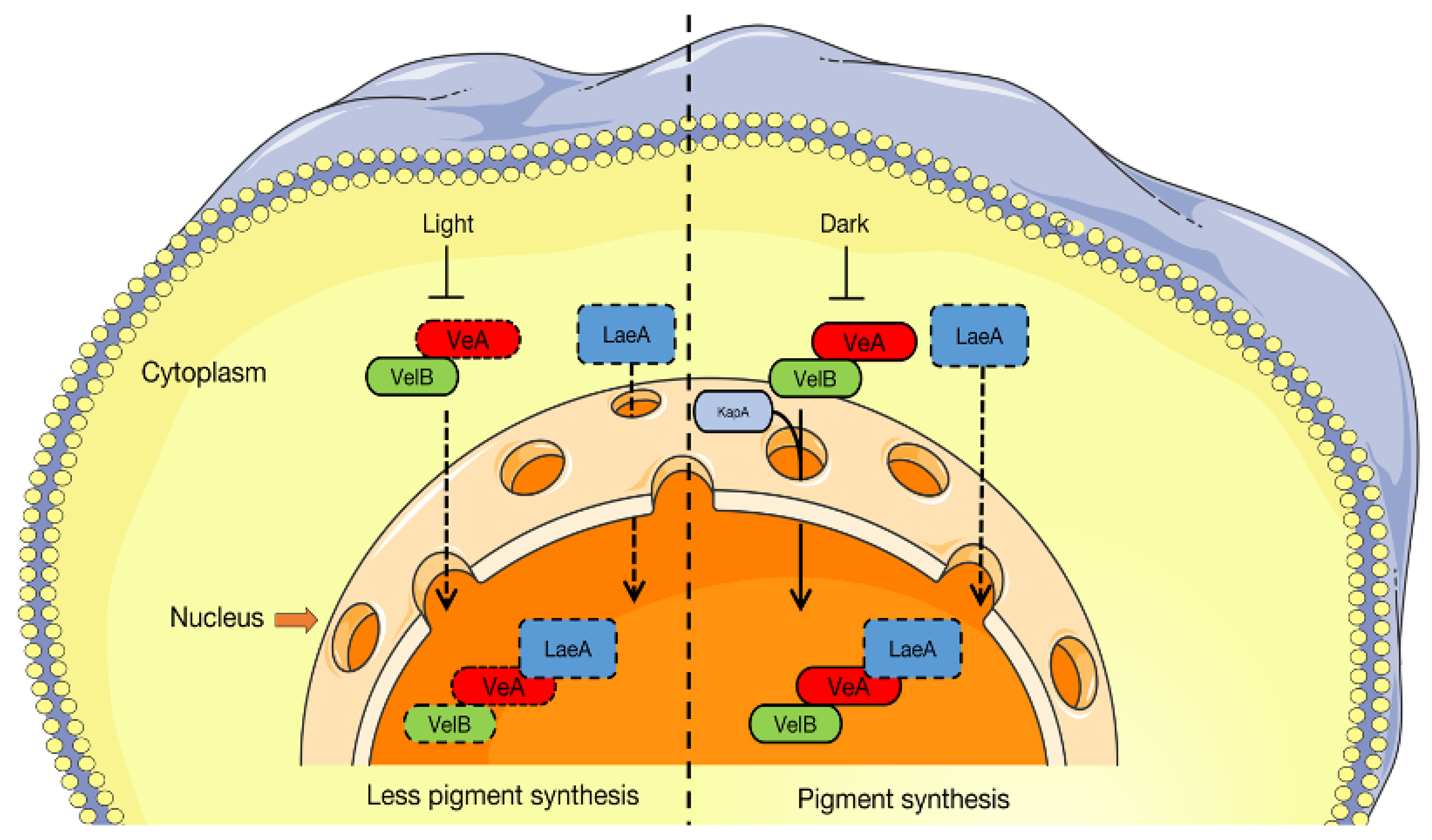 Jof 09 00412 g006 Jof 09 00412 g006