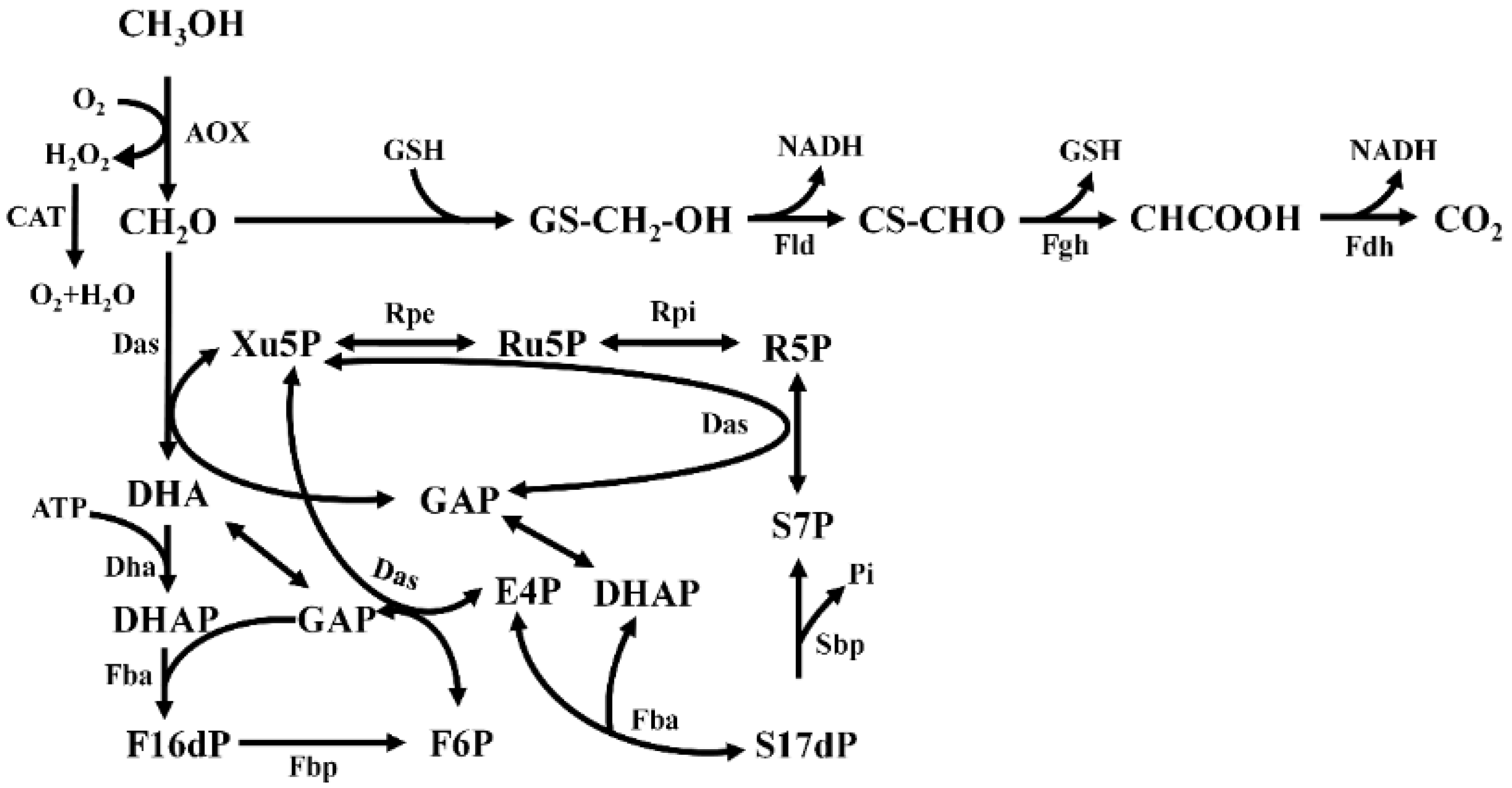 Jof 09 00422 g001 Jof 09 00422 g001
