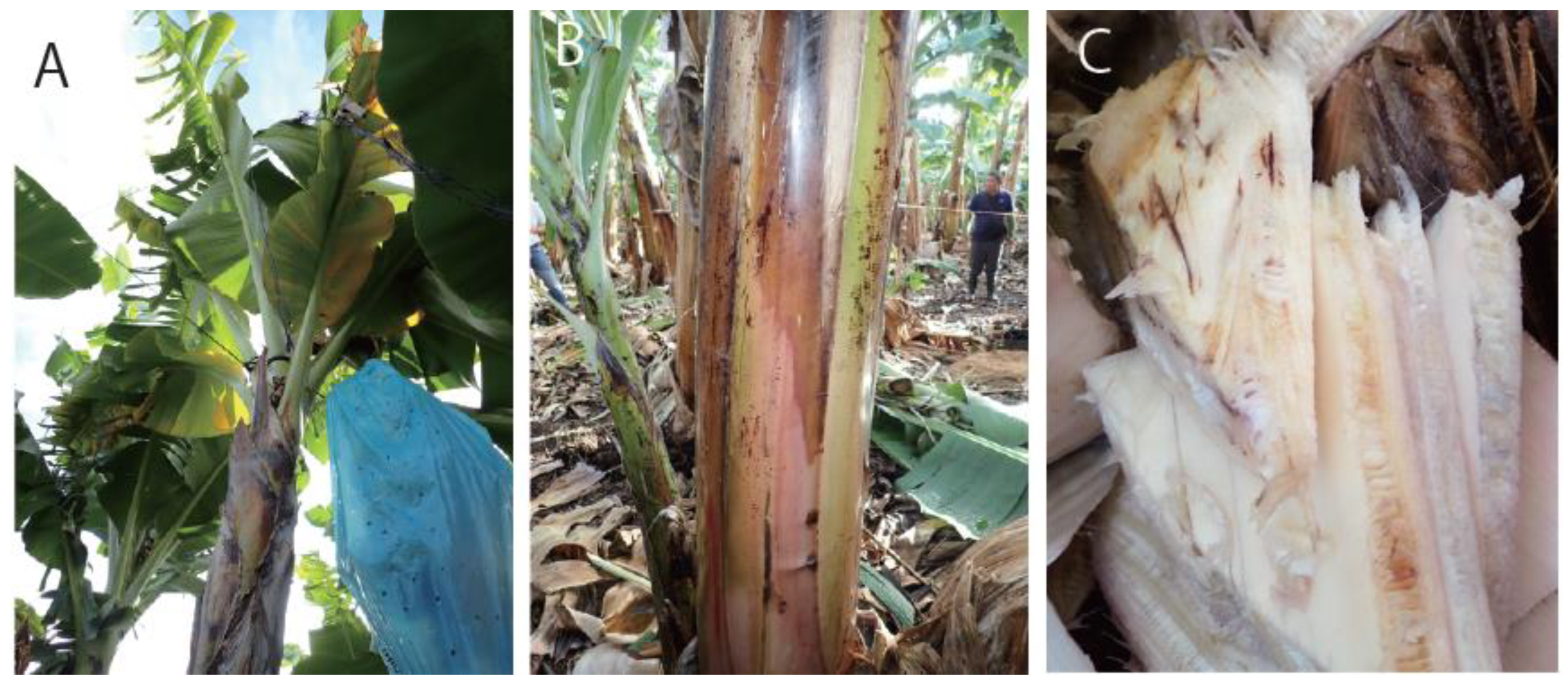 Jof 09 00443 g001 Jof 09 00443 g001