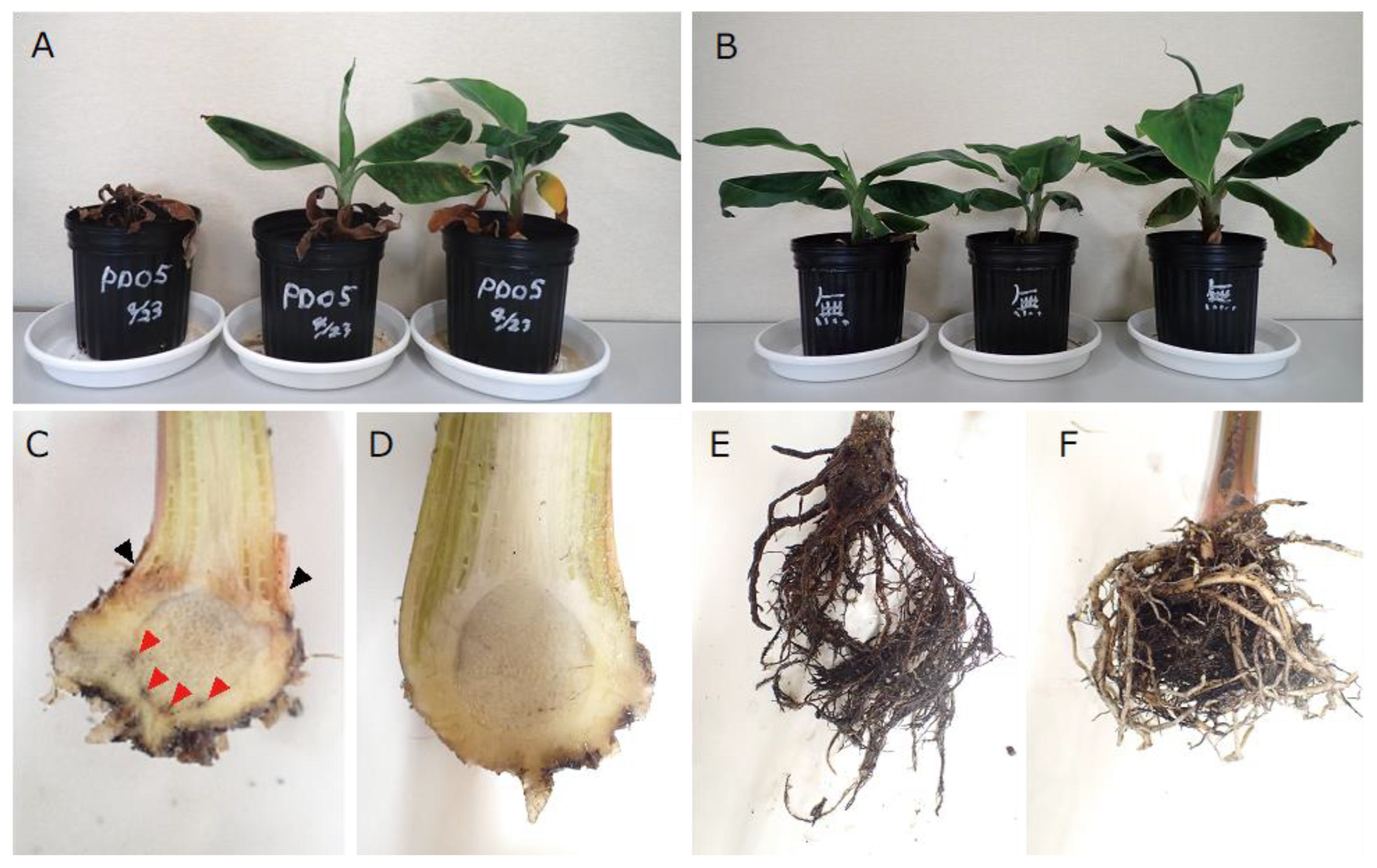 Jof 09 00443 g005 Jof 09 00443 g005