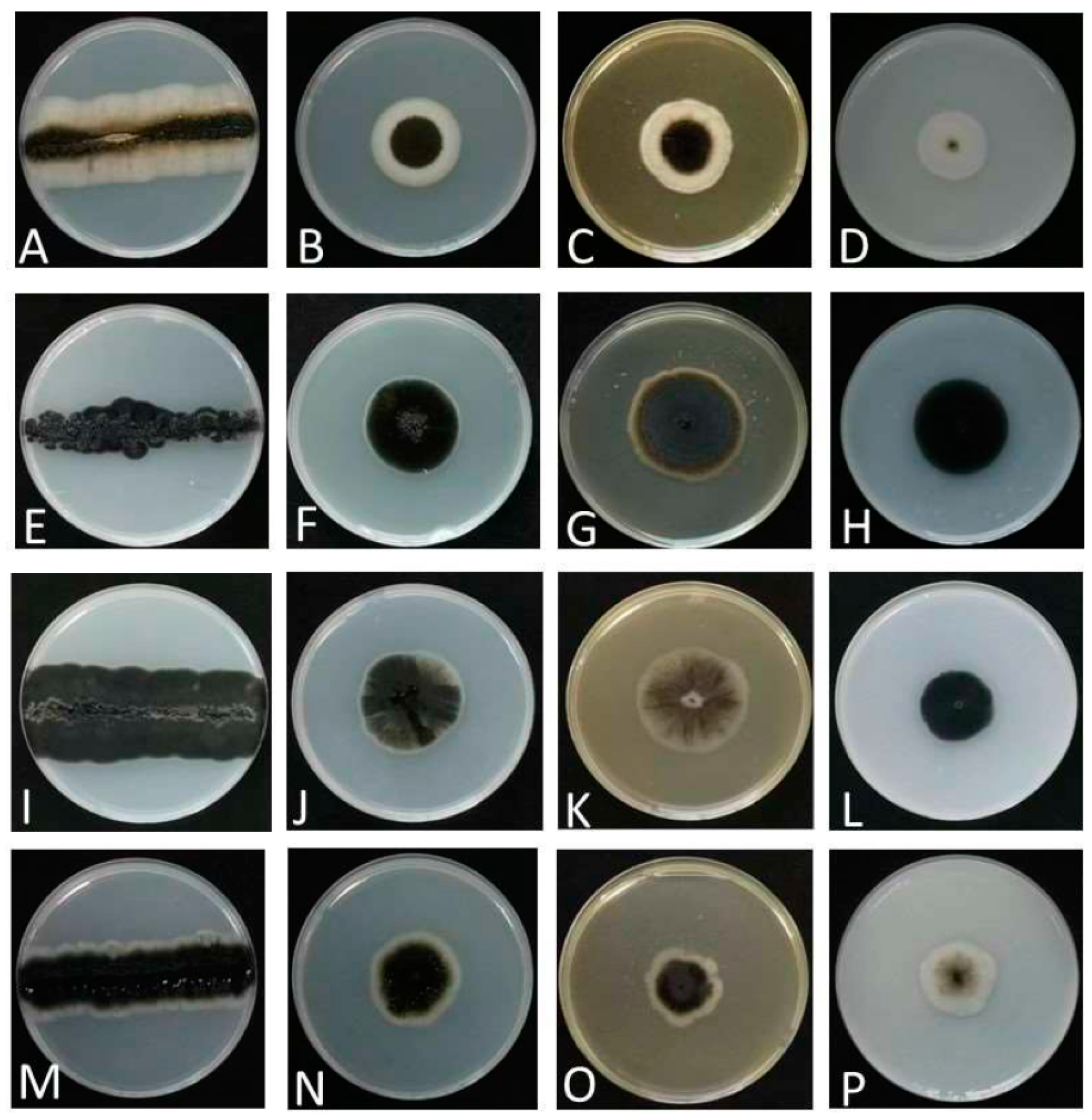 Jof 09 00447 g002 Jof 09 00447 g002