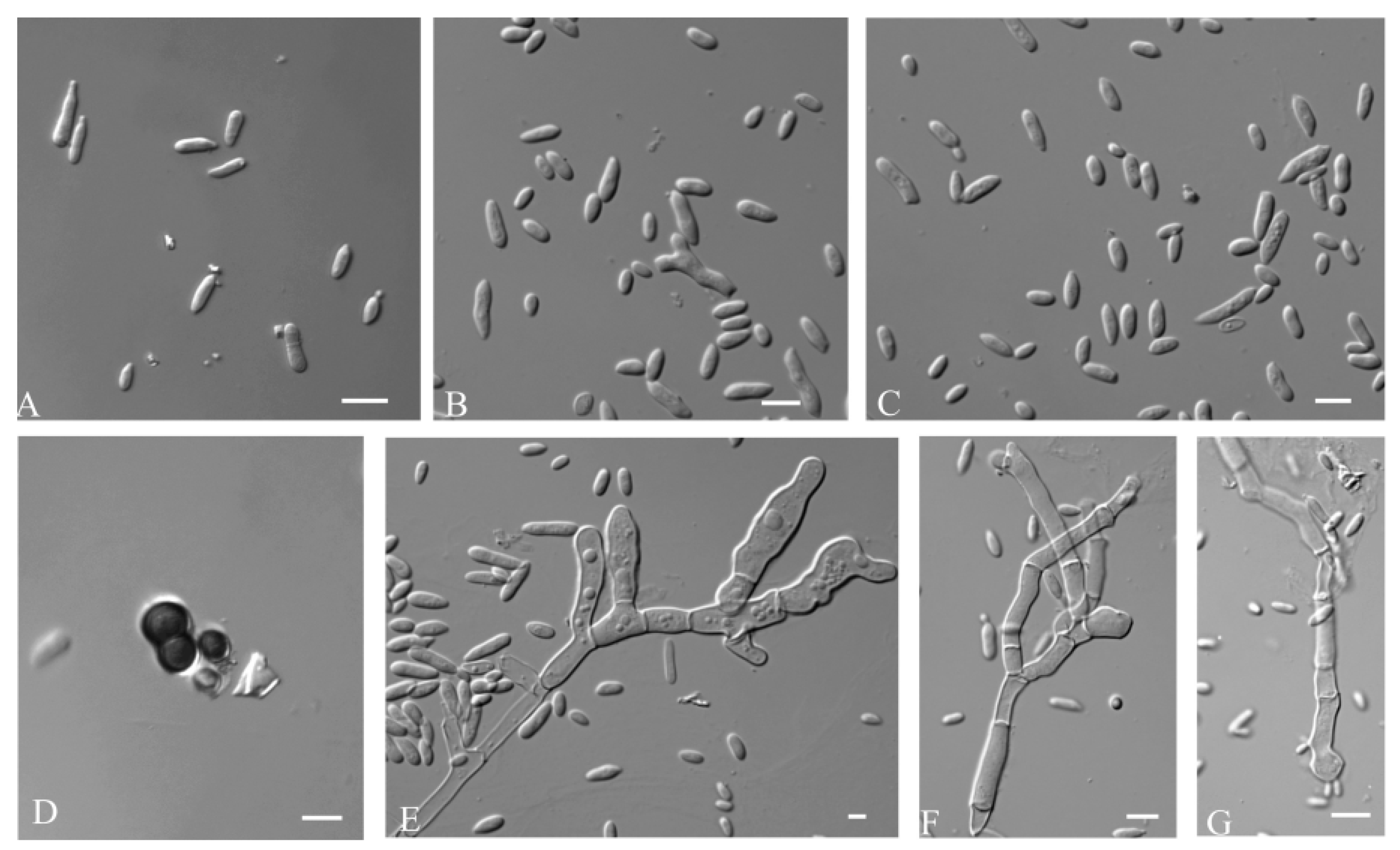 Jof 09 00447 g003 Jof 09 00447 g003