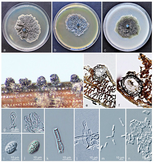 The cGAS-STING pathway activates transcription factor TFEB
