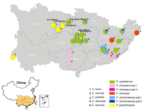 Clonal Expansion in Multiple Phyllosticta Species Causing