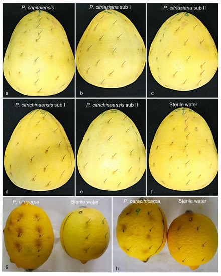 mng Certain Fermented Foods and Their Possible Health Effects