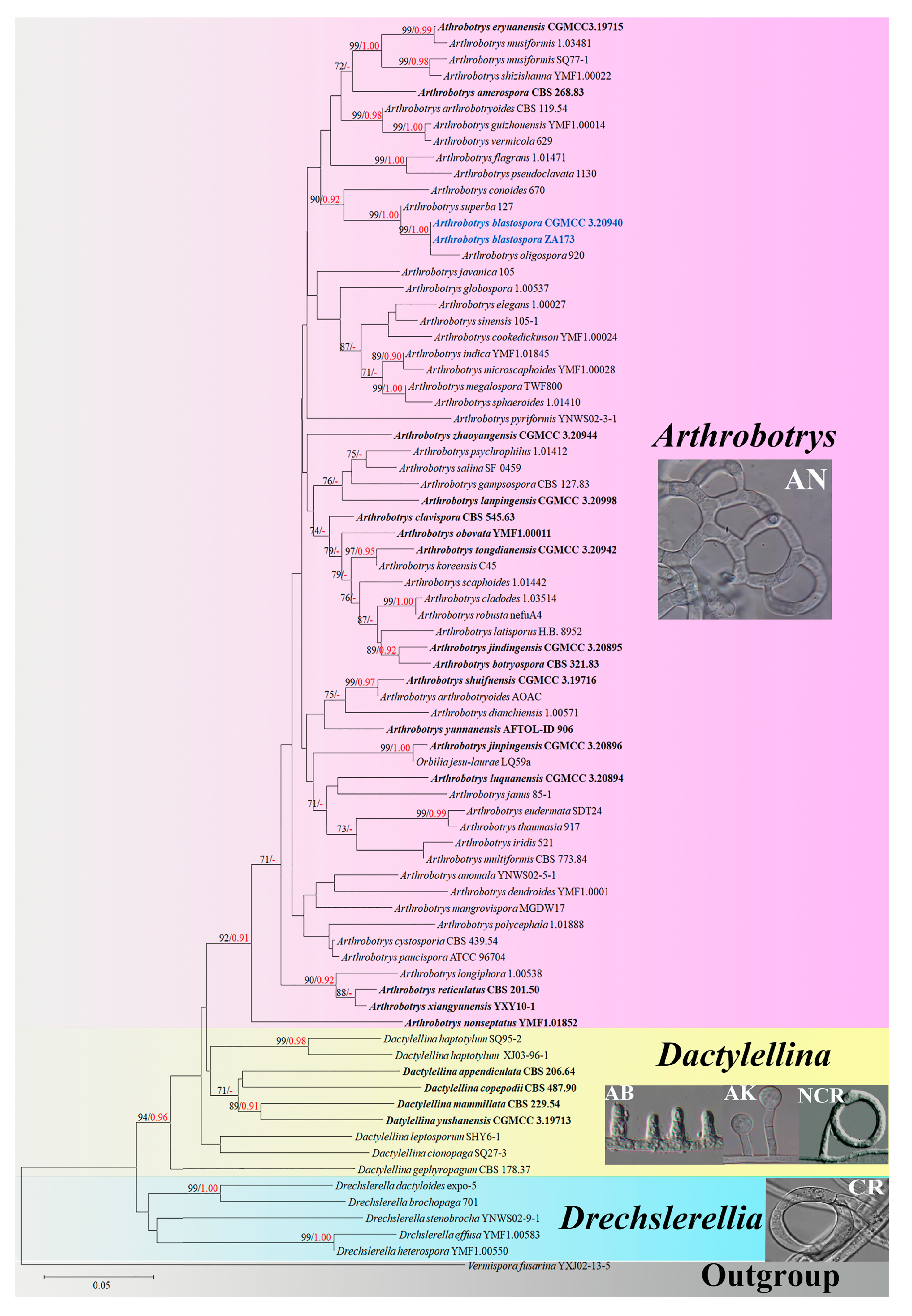 Jof 09 00451 g001 Jof 09 00451 g001
