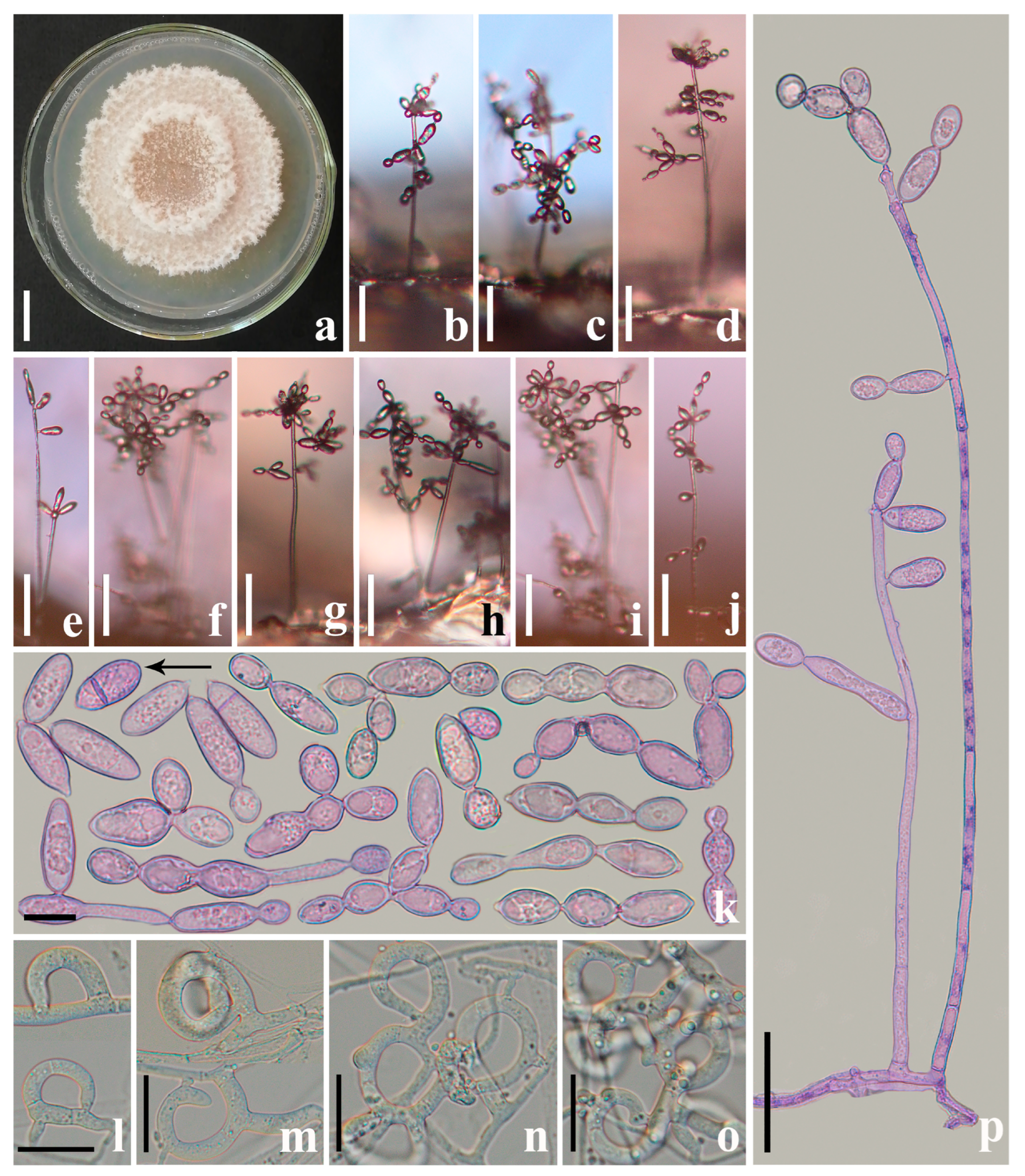 Jof 09 00451 g002 Jof 09 00451 g002