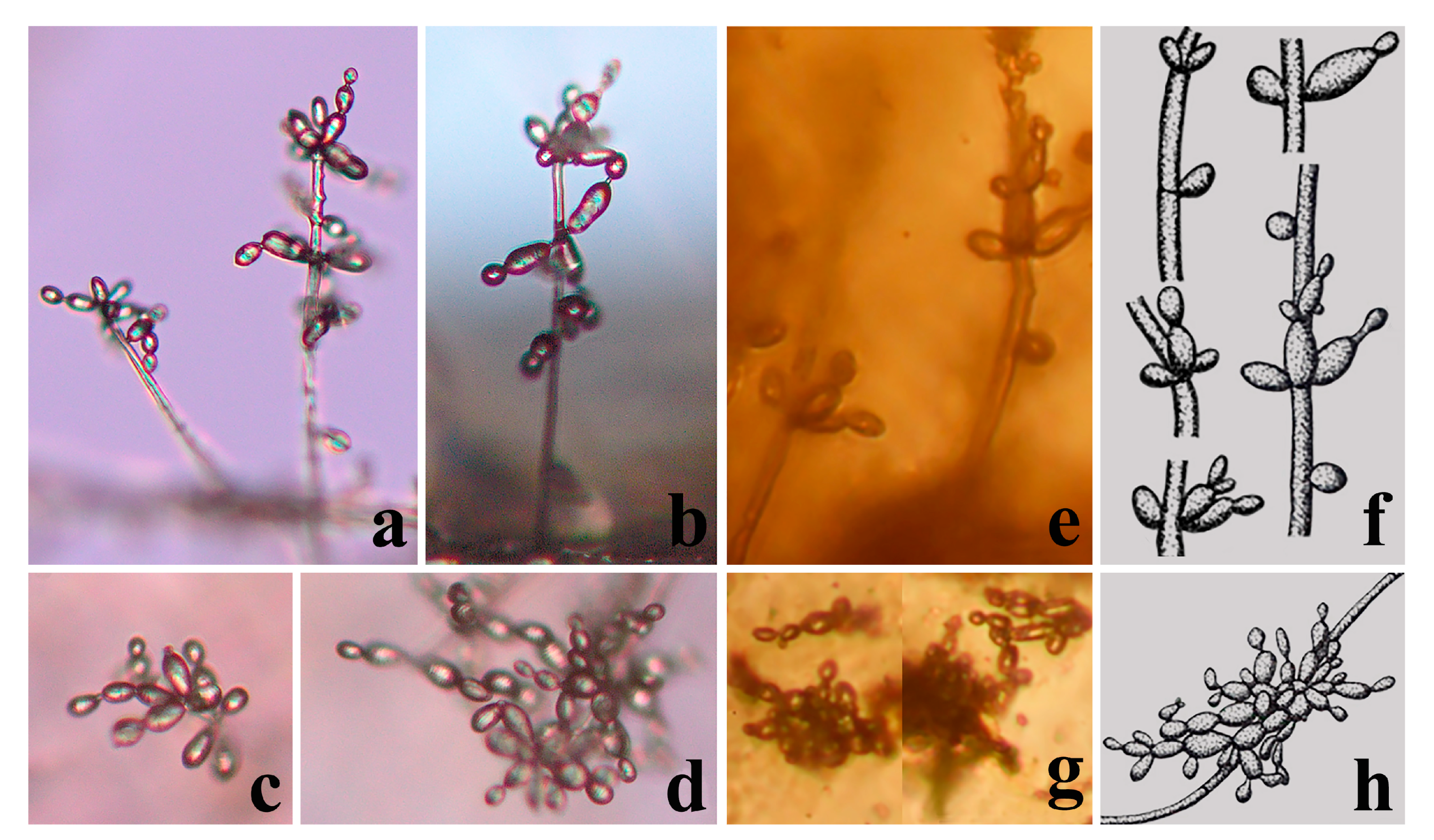 Jof 09 00451 g003 Jof 09 00451 g003