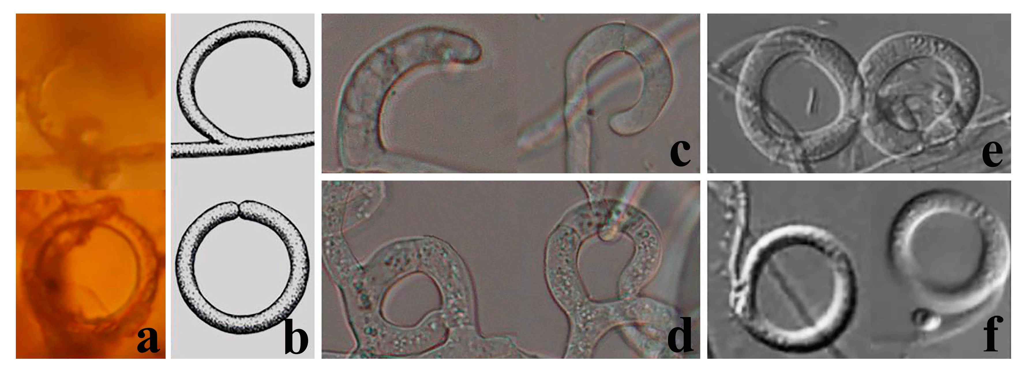 Jof 09 00451 g004 Jof 09 00451 g004