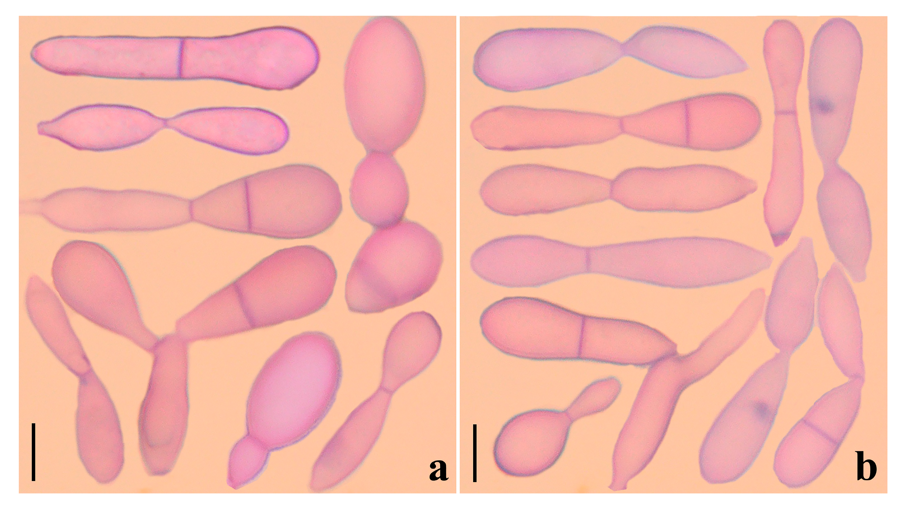 Jof 09 00451 g006 Jof 09 00451 g006
